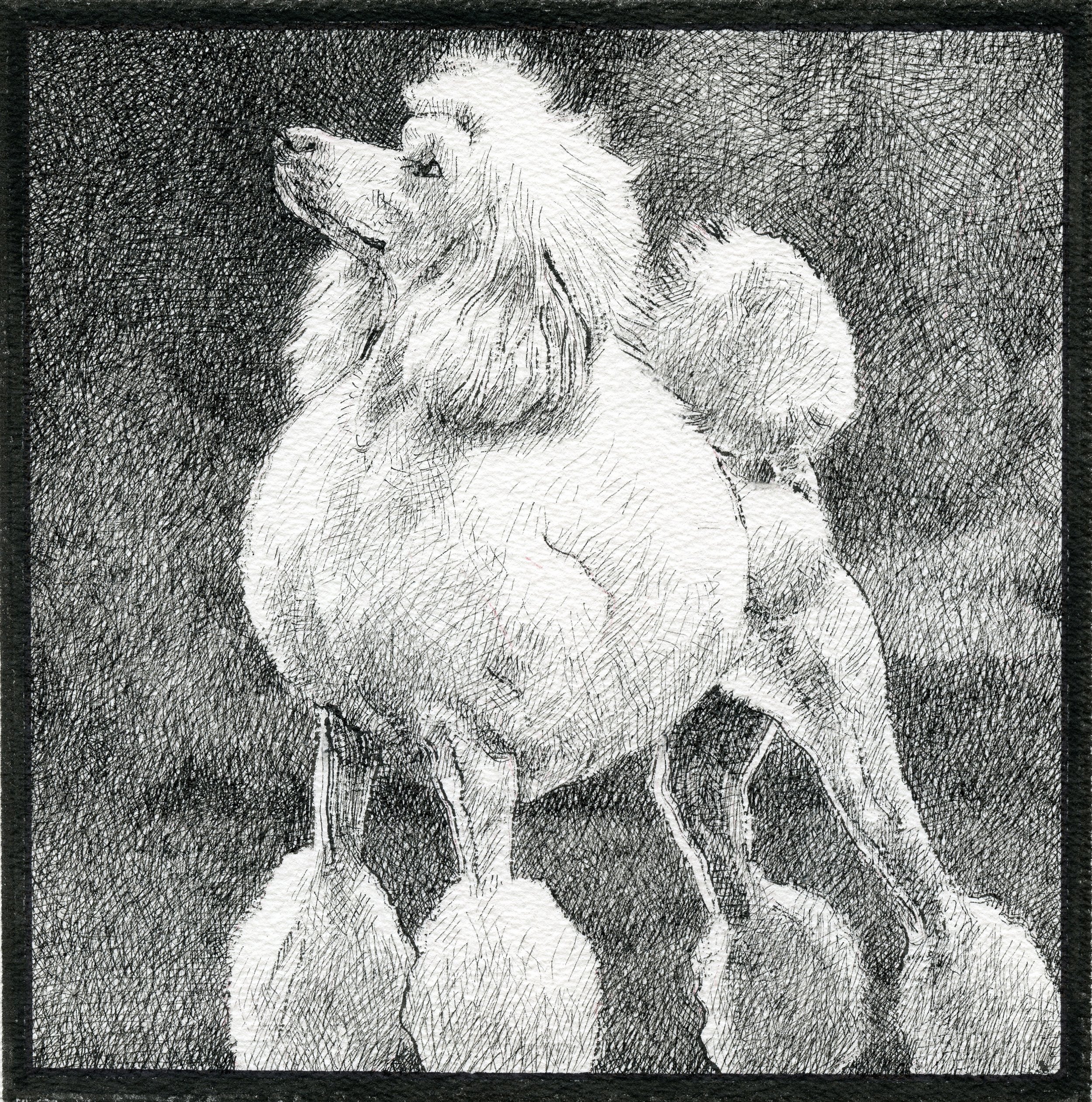 Black and white sketch of a lion with a detailed mane, surrounded by several chickens, against a dark background.