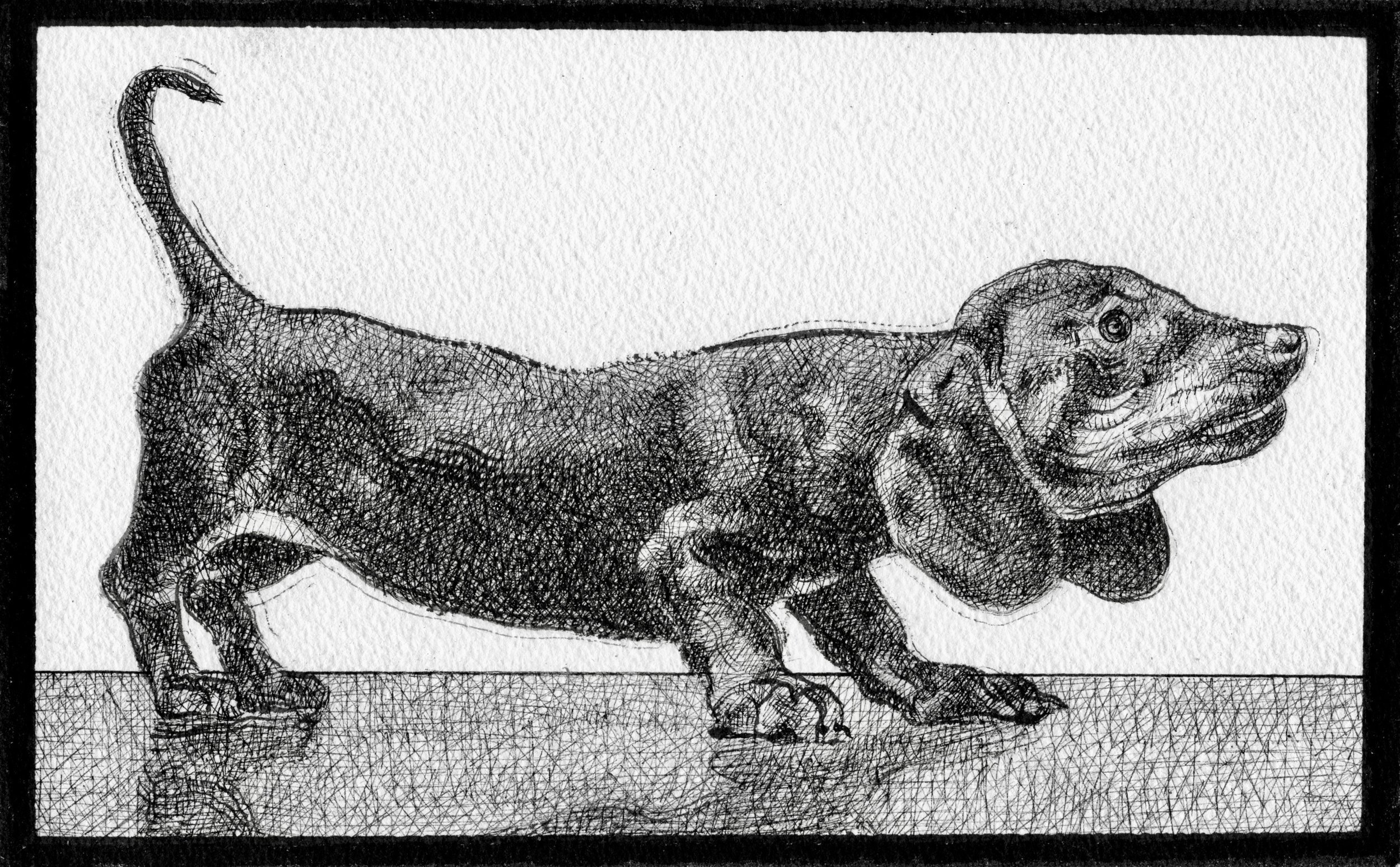 Black and white ink drawing of a dog, standing on a surface with a textured background.