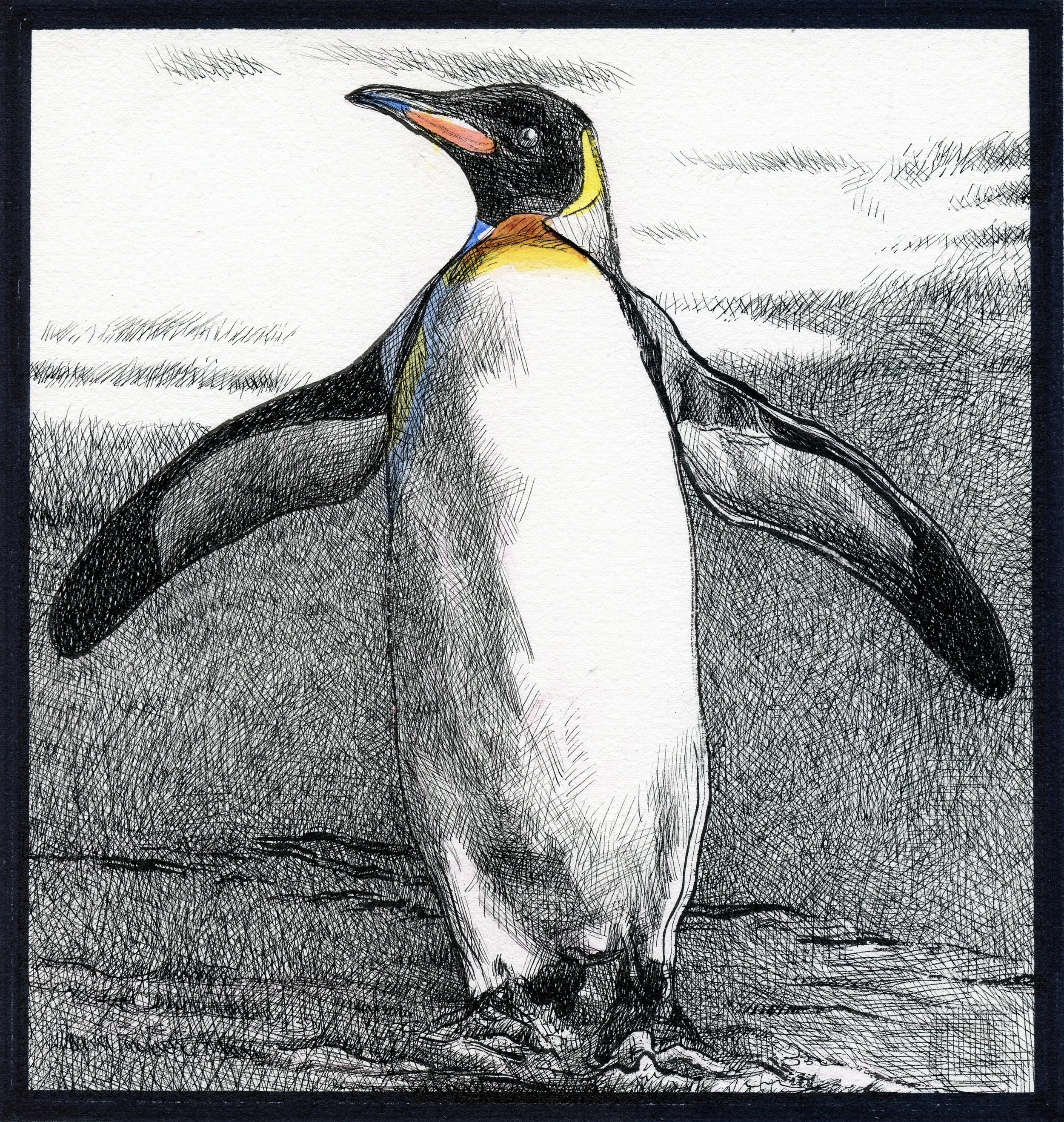 A colored sketch of a penguin standing on ice with its wings extended and head turned to the side, against a background of clouds and sky.