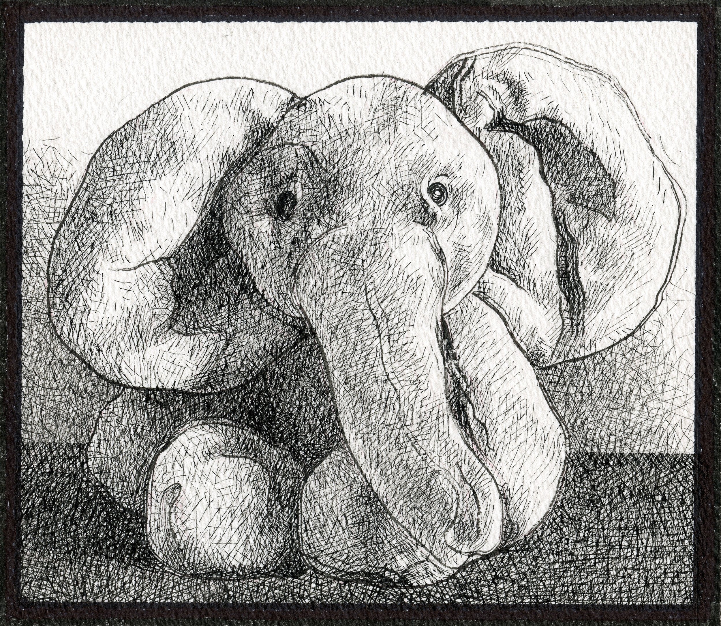 Black and white sketch of a baby elephant with large ears, a trunk, and small eyes, sitting with its trunk and ears prominently visible.