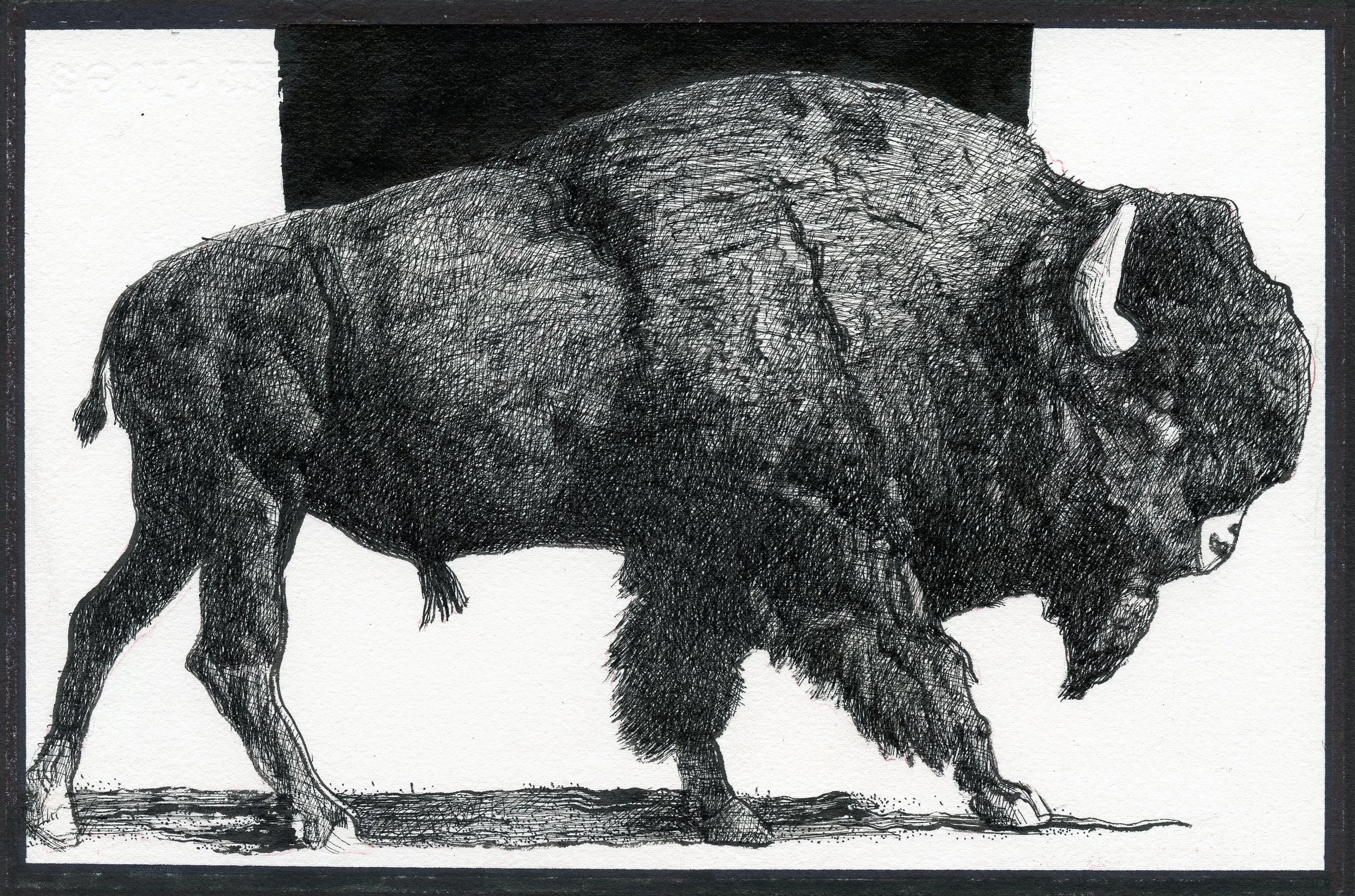 A detailed black and white sketch of a bison with its head lowered, standing on a plain background.