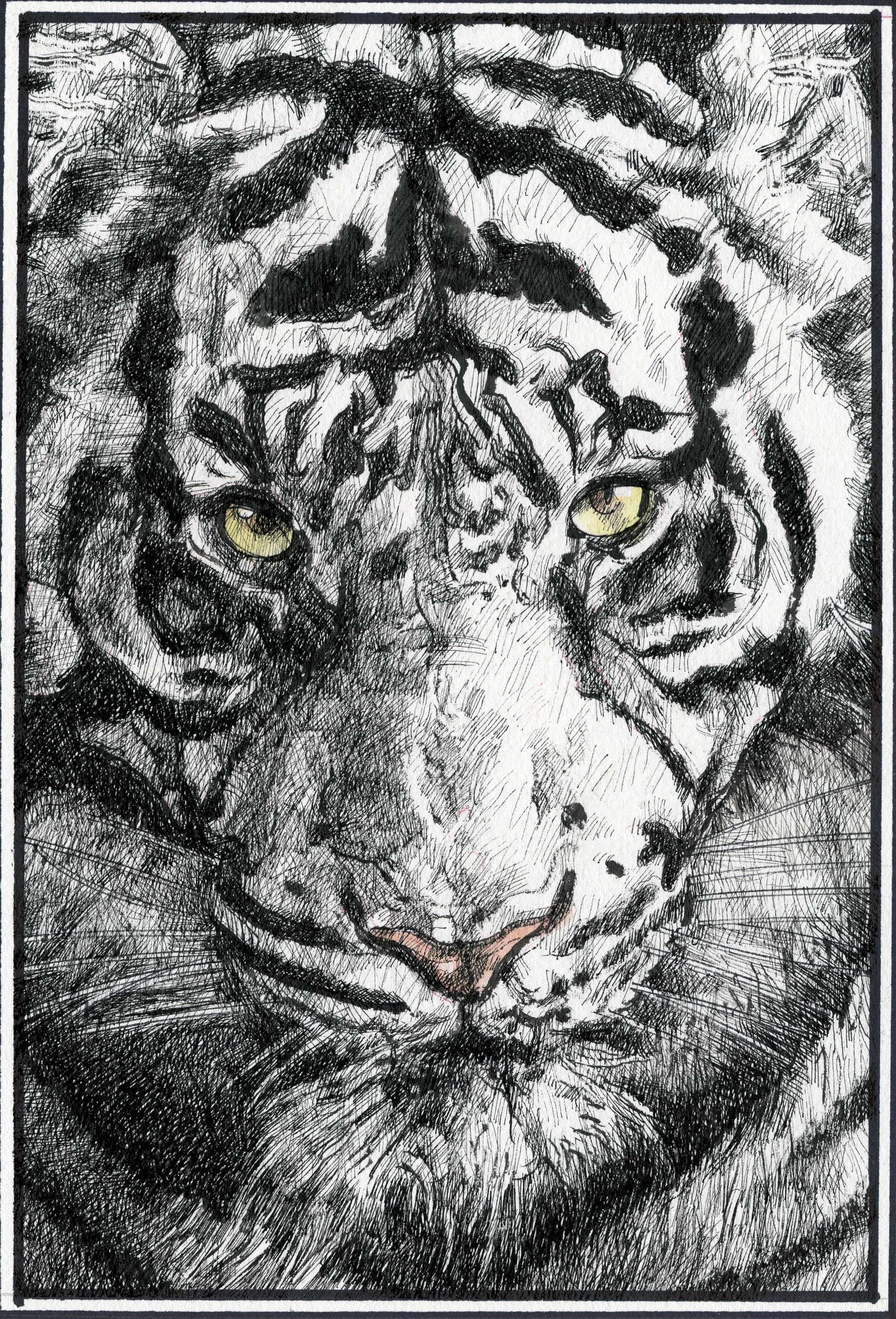 Close-up drawing of a tiger with piercing yellow eyes, using cross-hatching and ink detailing.