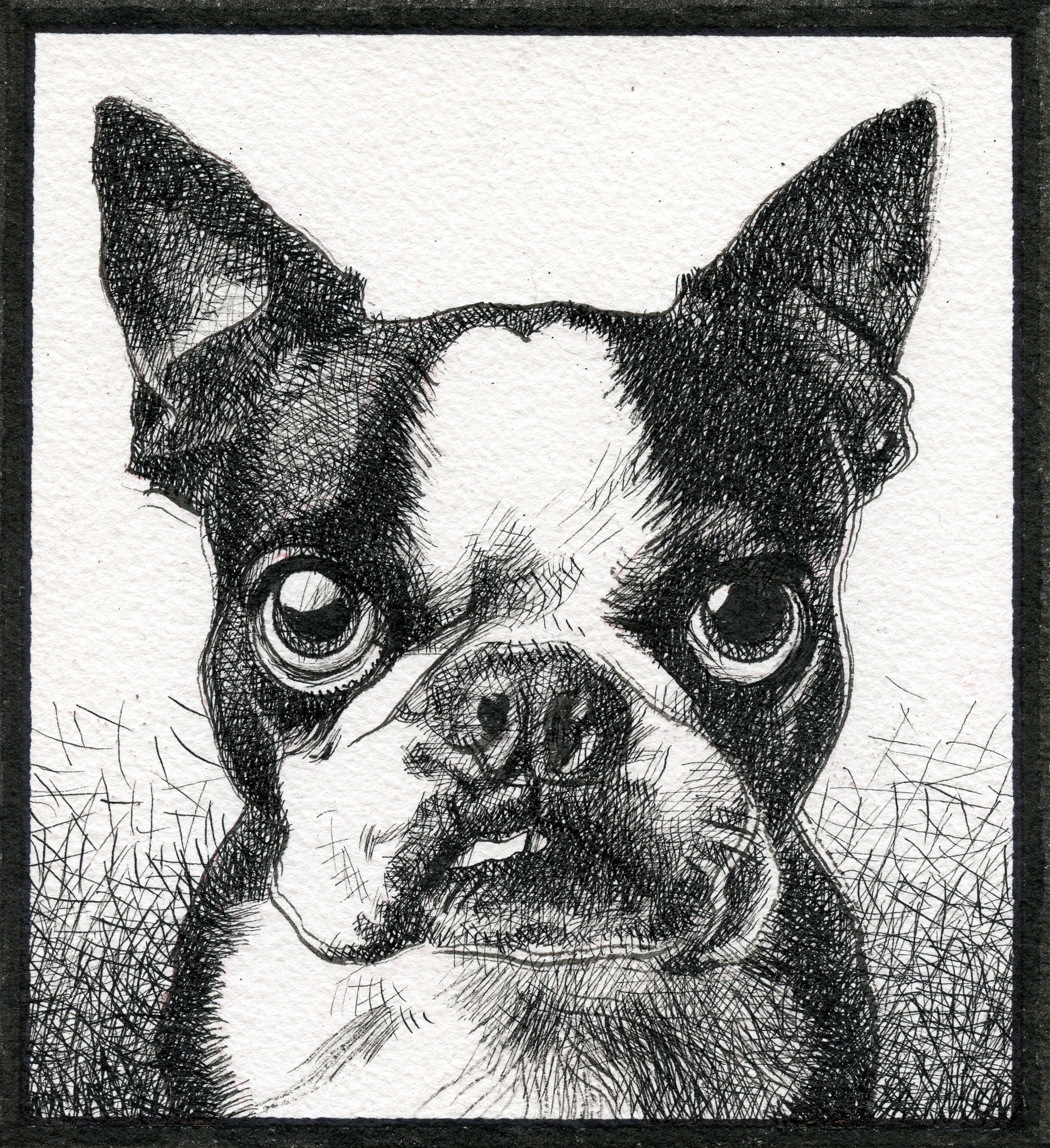 Black and white ink drawing of a Boston Terrier dog's face with one paw raised, blocking one eye.