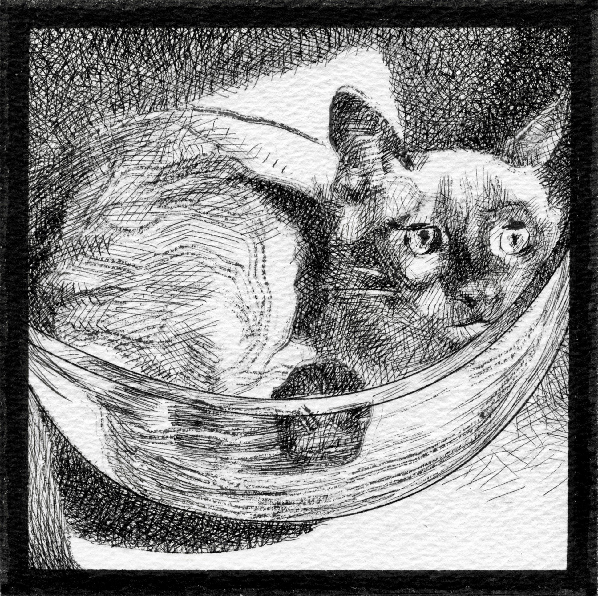 A sketch of a cat with wide eyes and a raised paw inside a glass bowl, with a cloth and some objects around it.