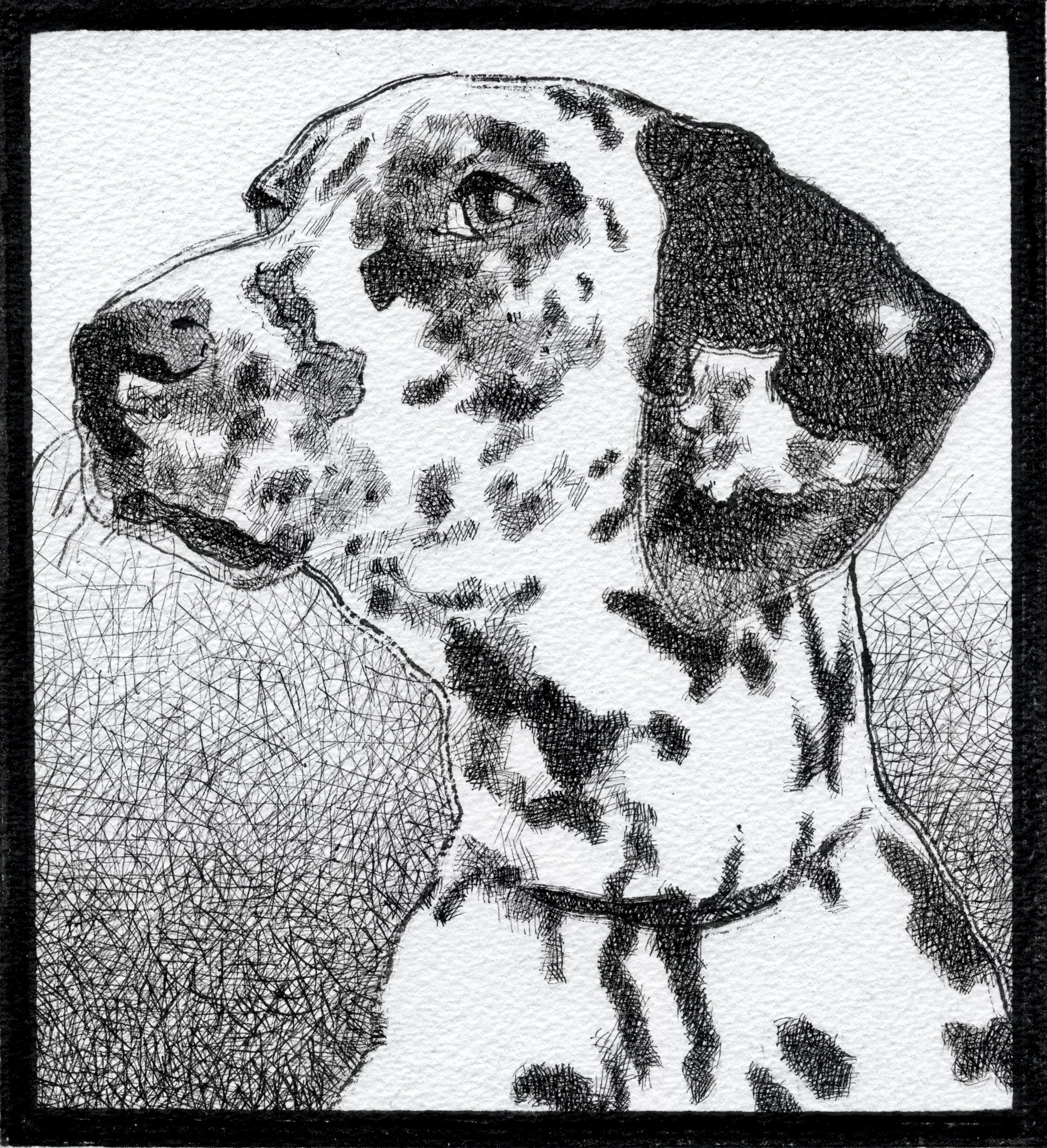 Black and white sketch of a Dalmatian dog with distinctive spots, facing to the left, framed within a black border.