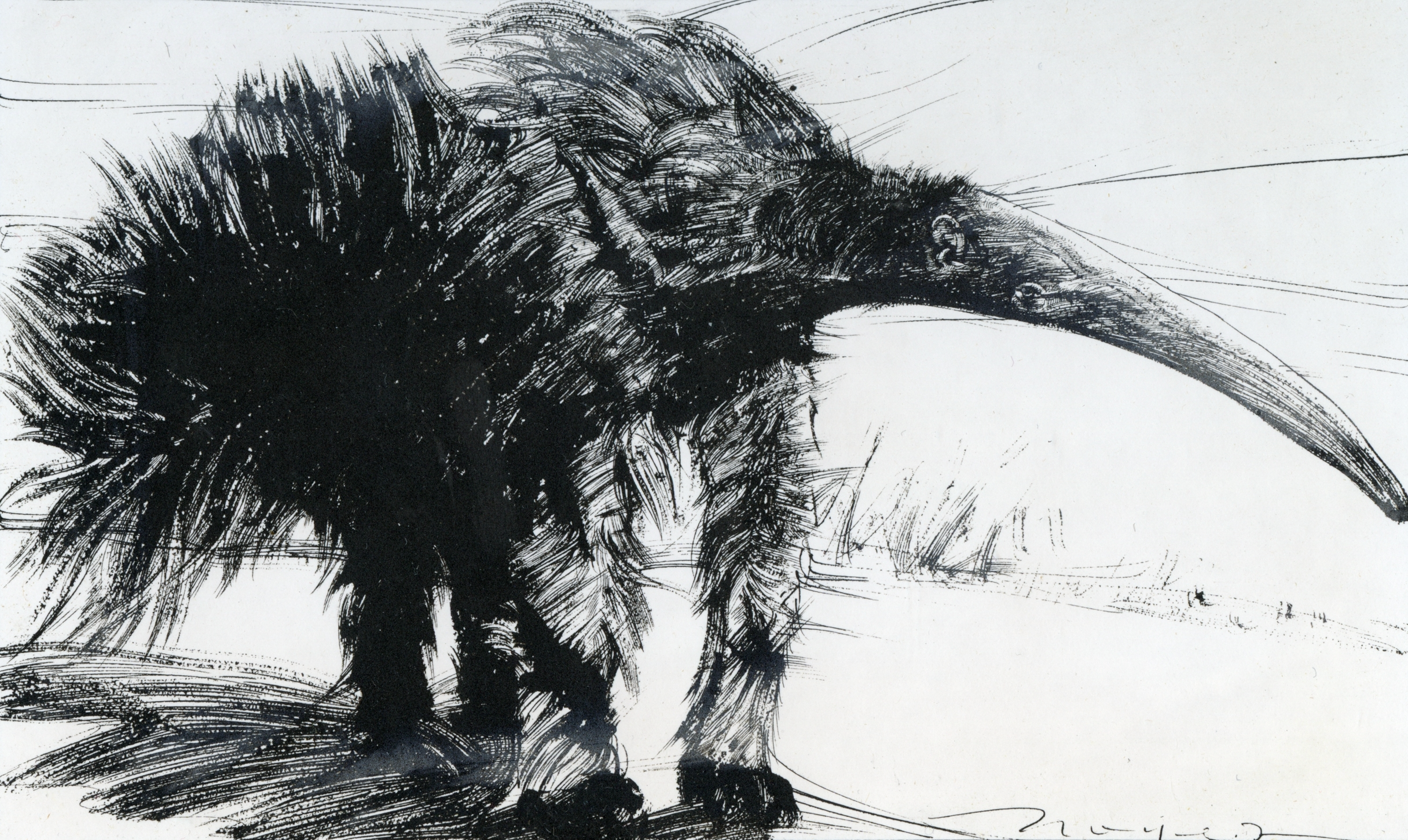 Black ink sketch of a kiwi bird, drawn with expressive, dynamic lines, showing the bird's large beak and fluffy body.