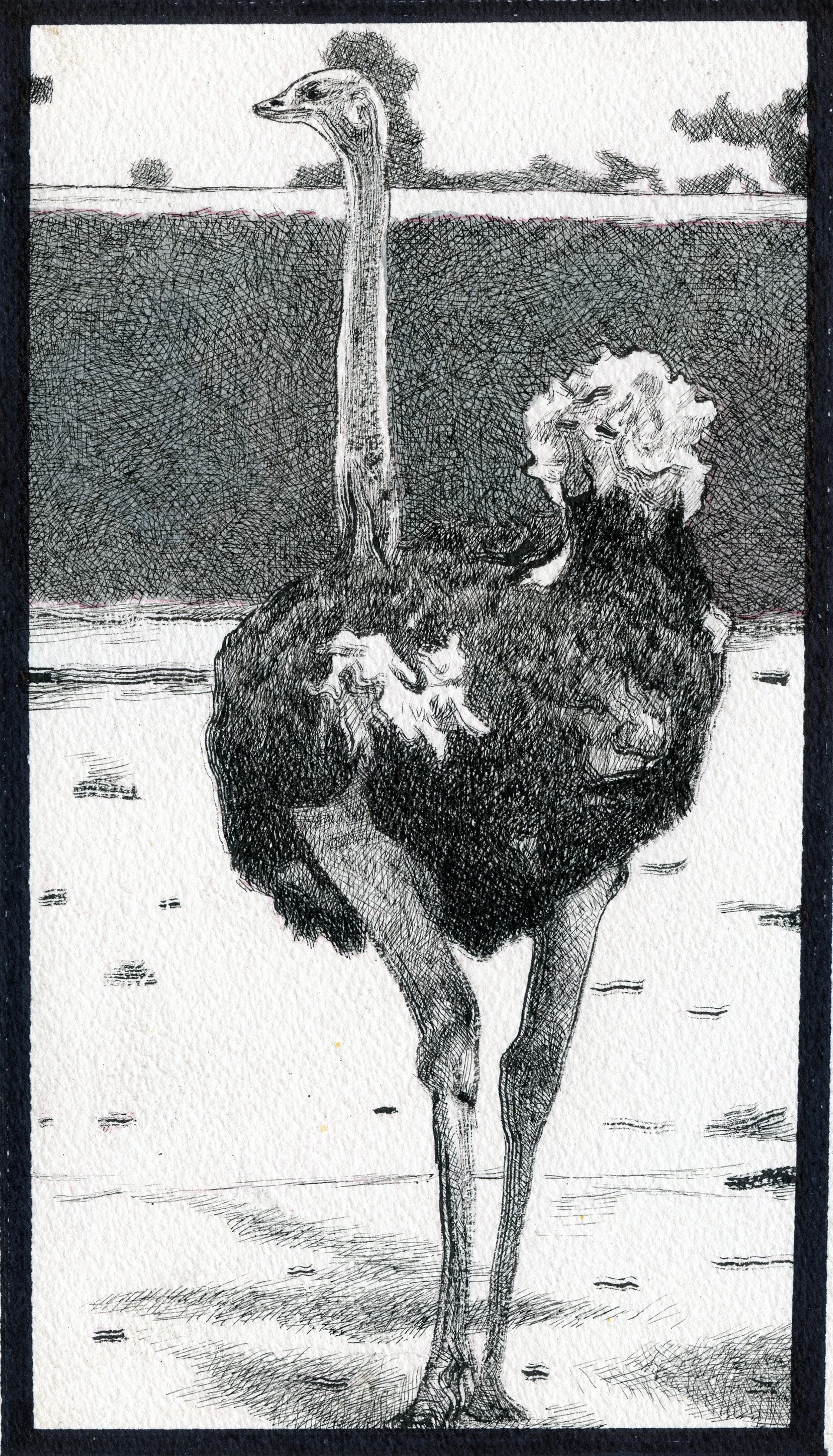 Sketch of an ostrich standing outdoors with trees in the background.