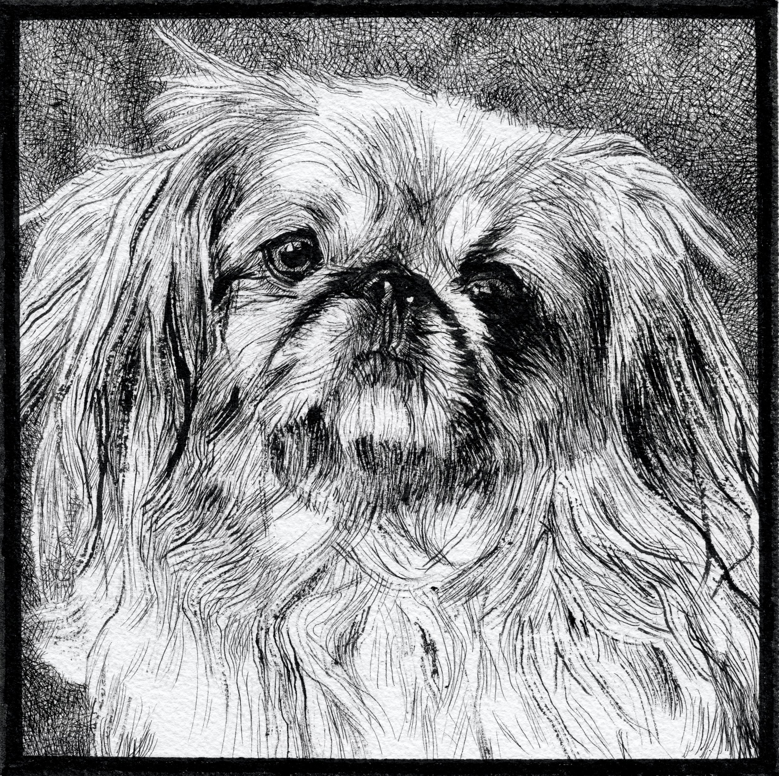 Black and white sketch of a dog with long fur and a serious expression, facing forward.