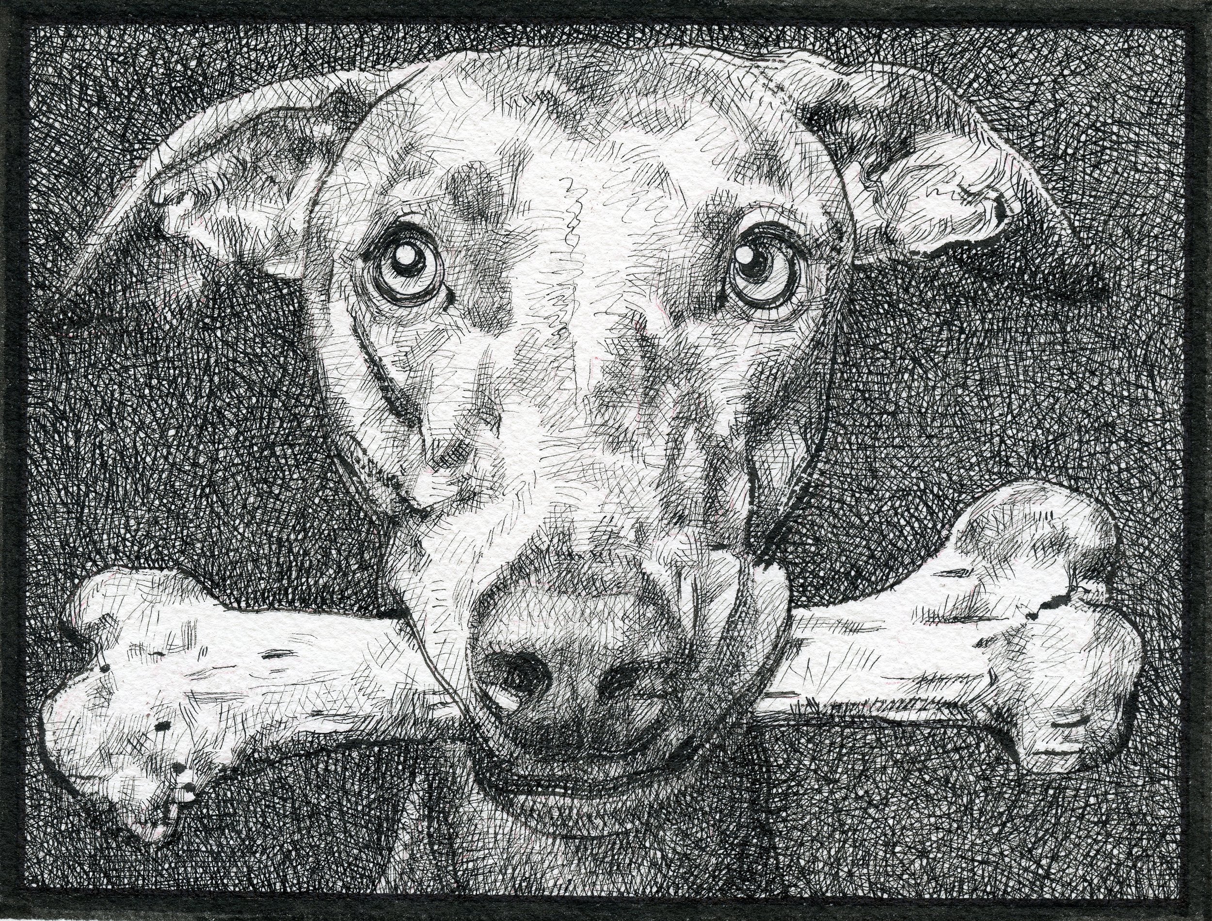 Detailed black and white crosshatch drawing of a dog lying on its stomach with front paws stretched forward and head resting on paws, gazing directly at the viewer.