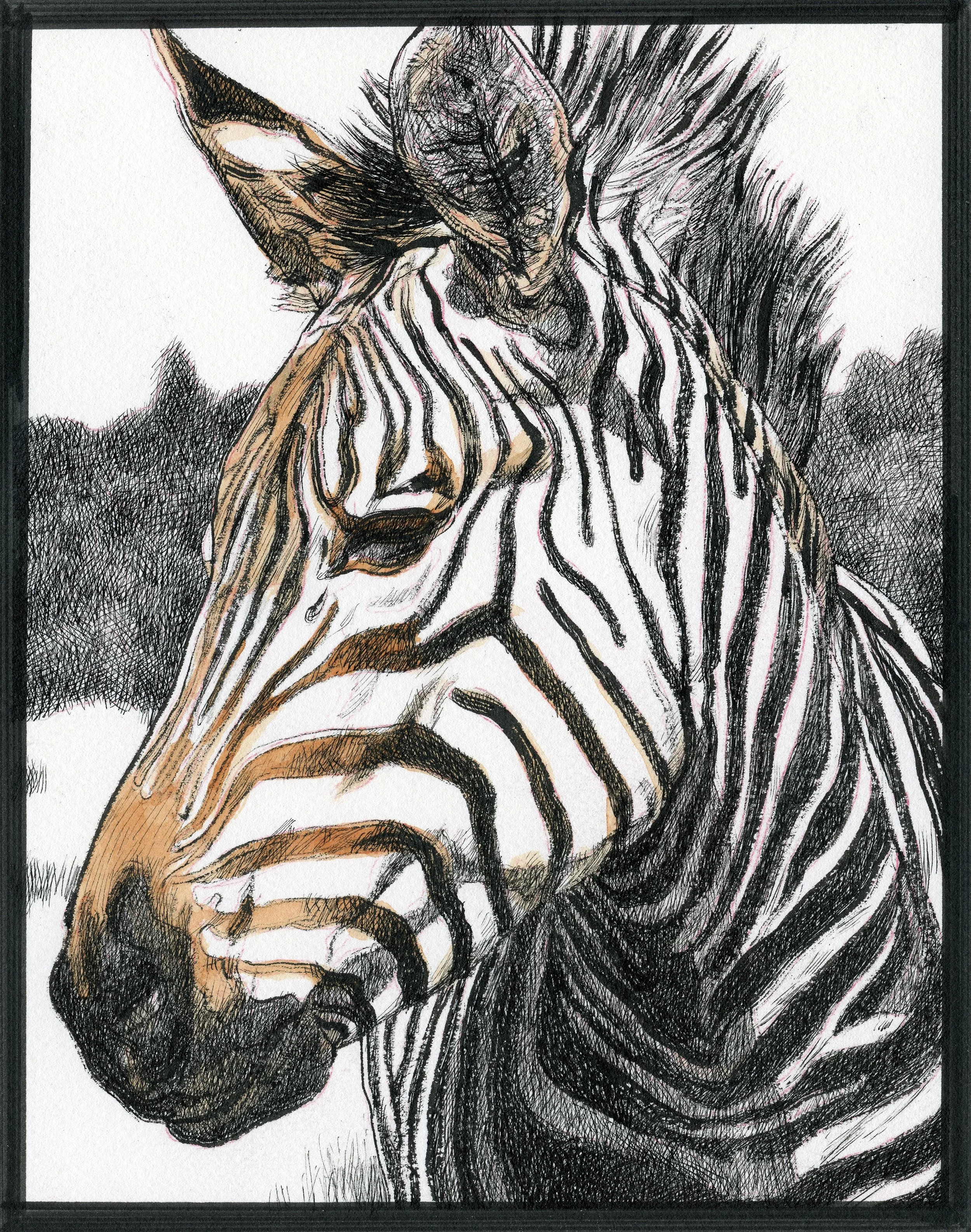 A detailed drawing of a zebra with its eye closed and head bowed.