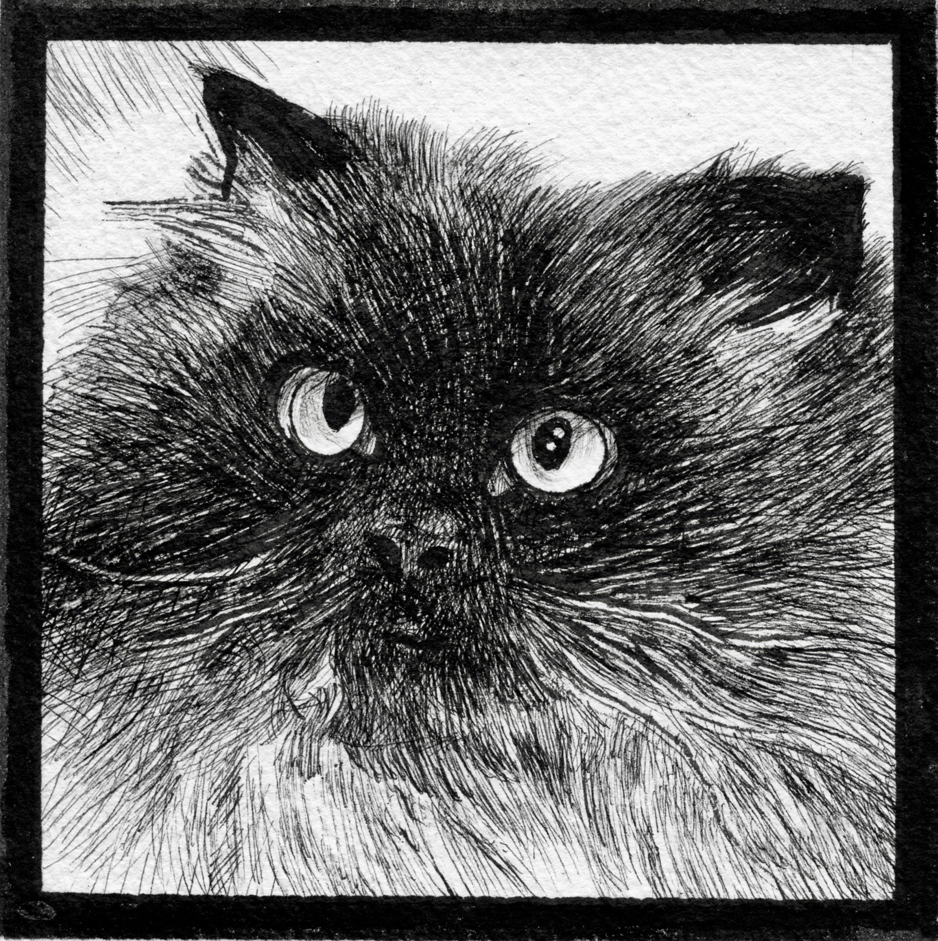 Black and white sketch of a fluffy cat's face with wide eyes, detailed fur, and a framed border.