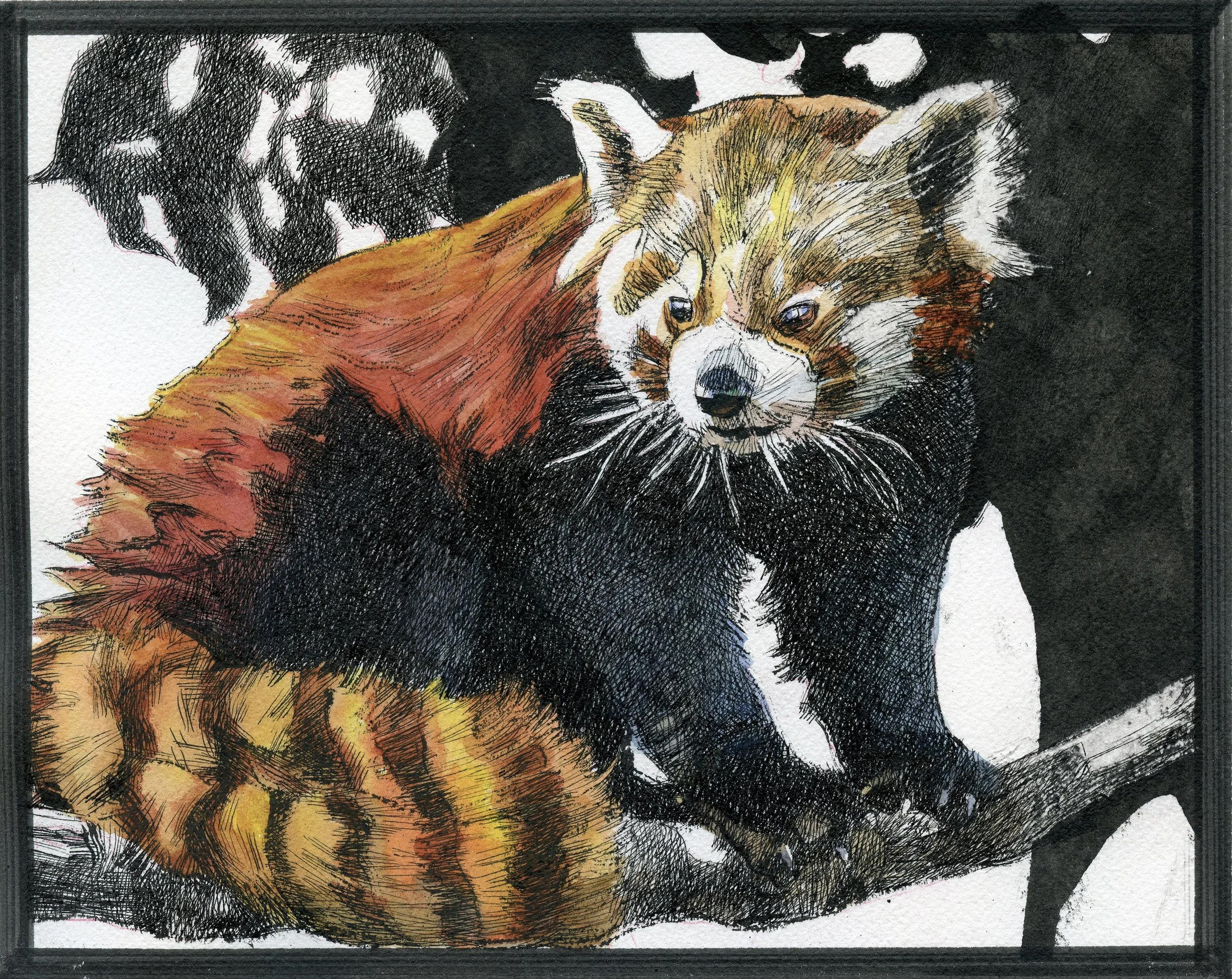 Colored sketch of a red panda resting on a tree branch, with black and white fur markings and a background of black leaves.