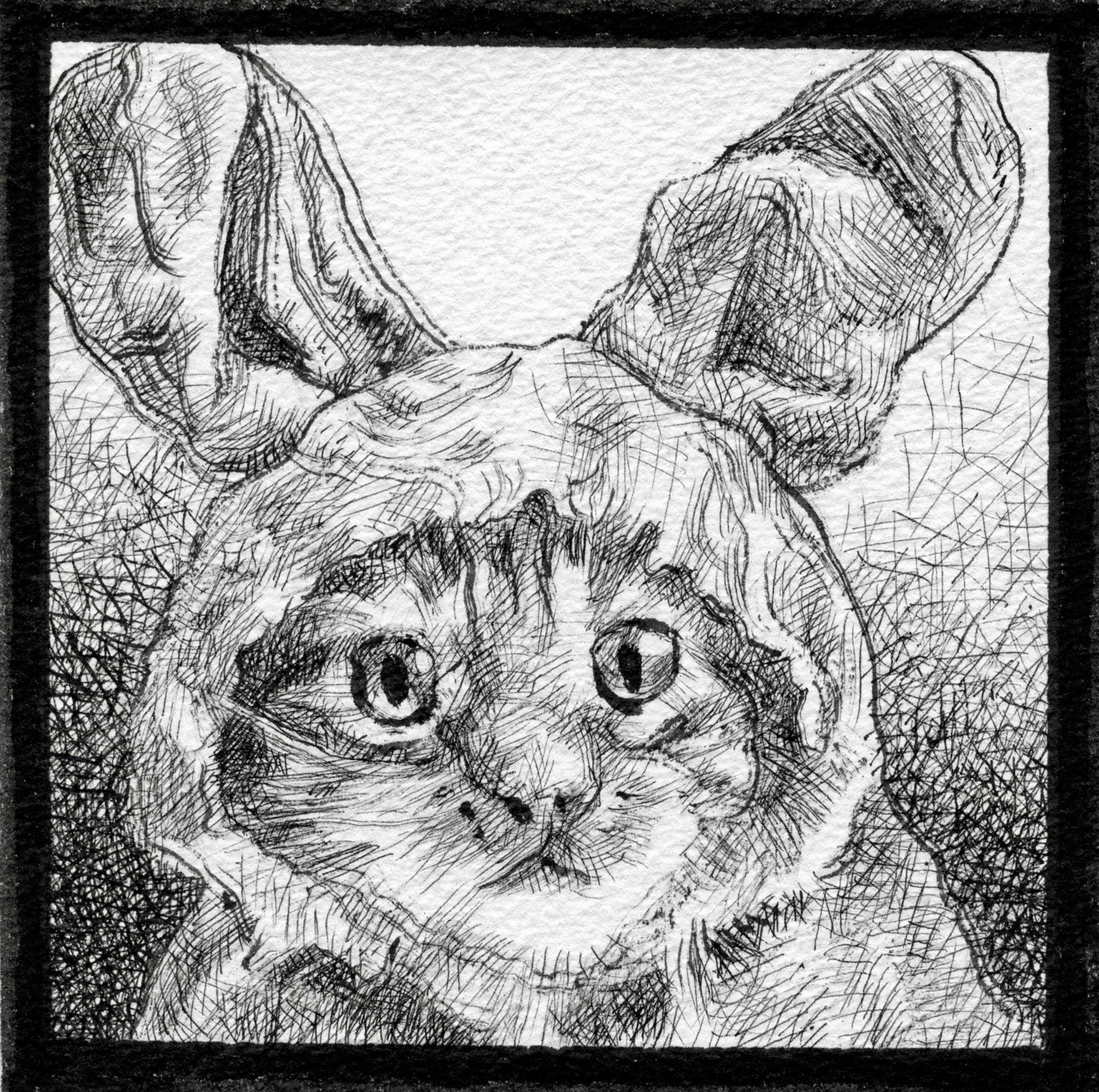 Sketch of a cat with large eyes in a bunny suit.
