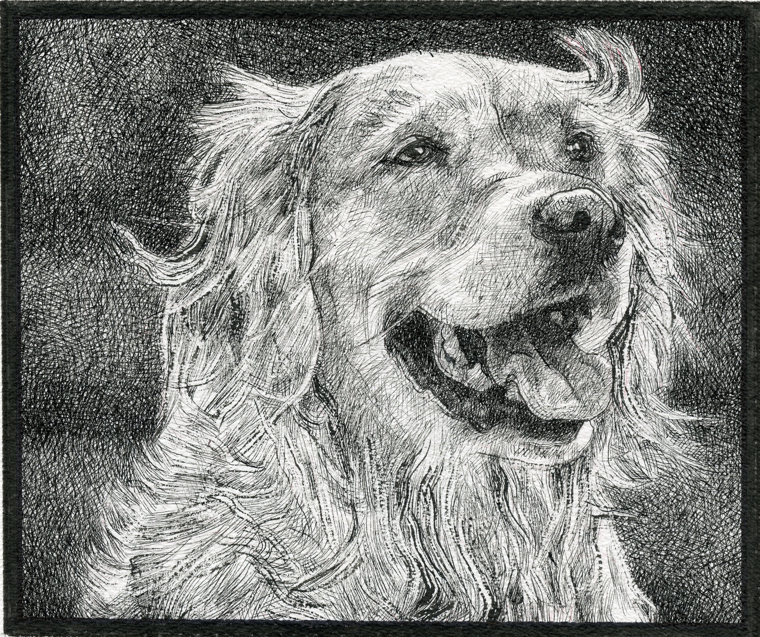 A detailed pencil sketch of a smiling Golden Retriever dog with long, wavy fur.