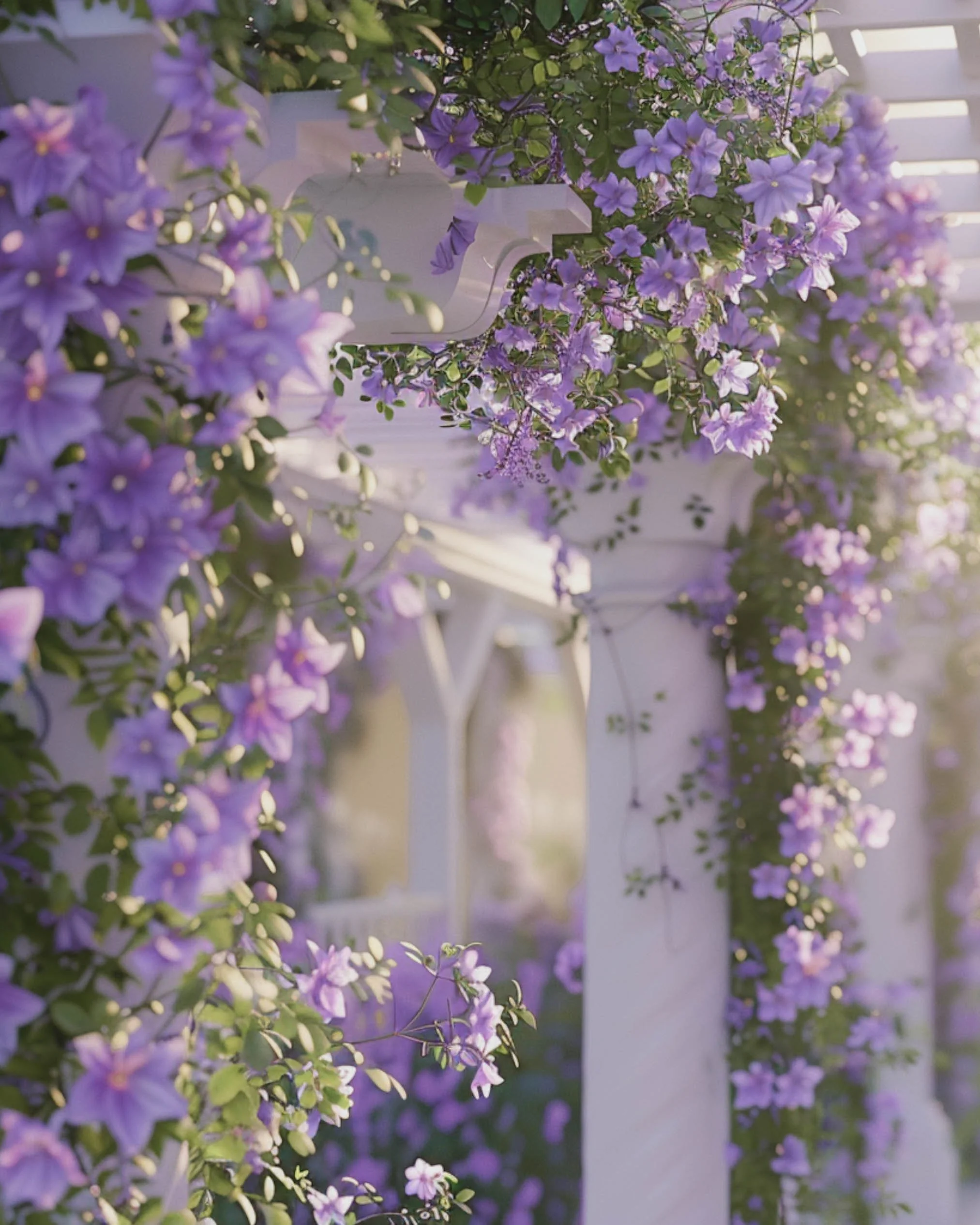 Purple flowers cascading over a white lattice fence, illuminated by soft sunlight.