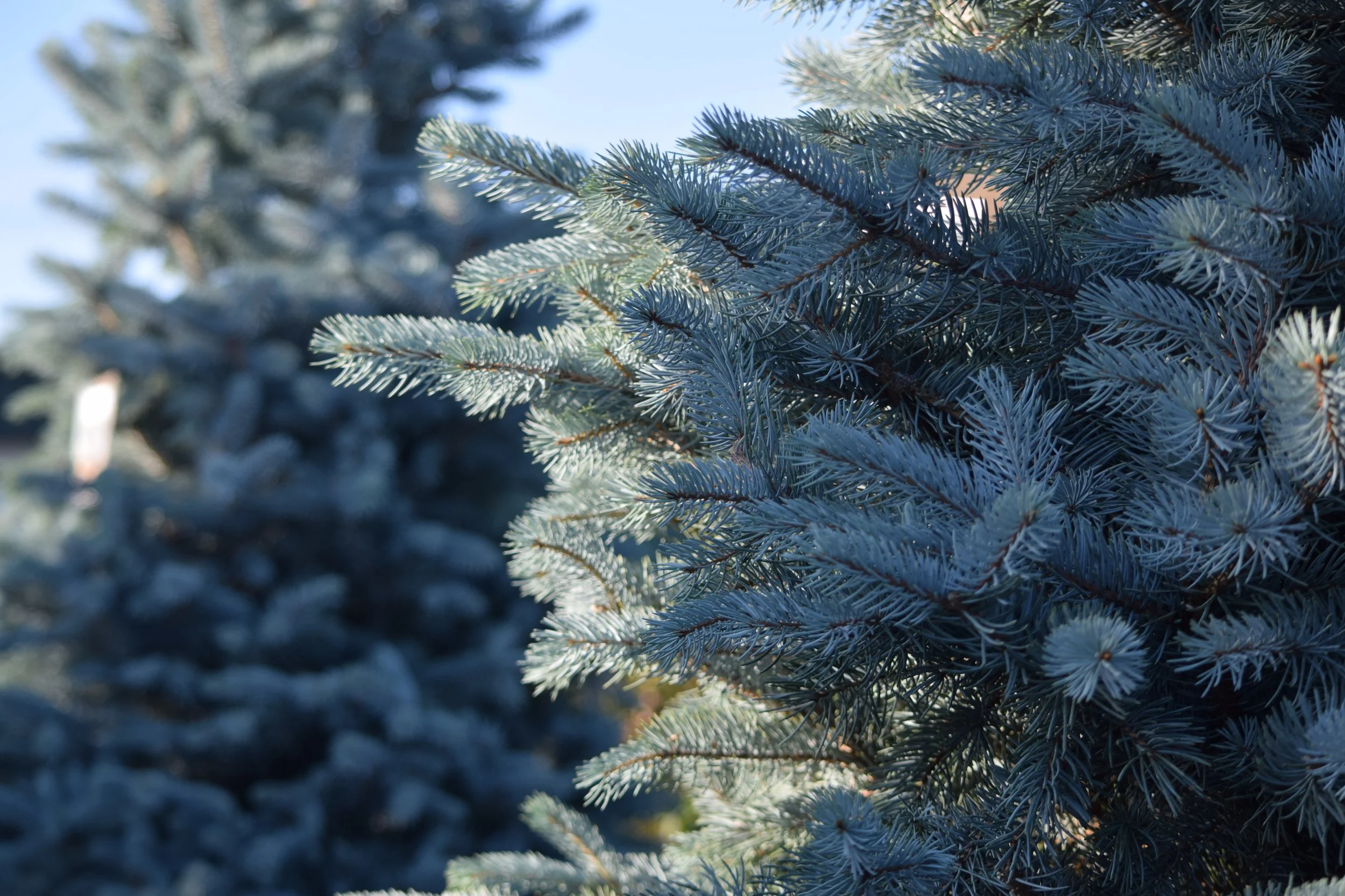 Blue Spruce