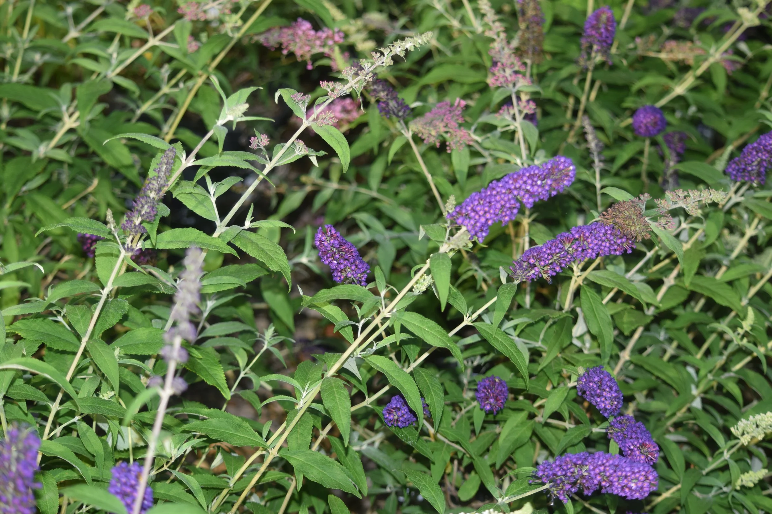 Butterfly Bush