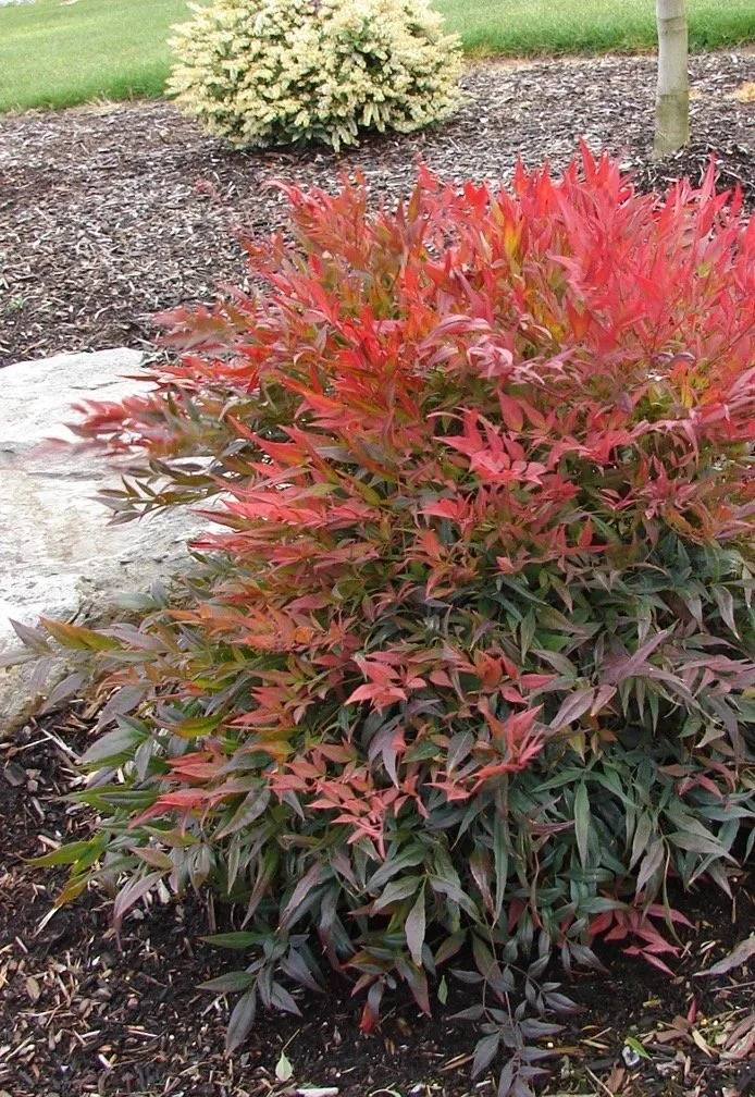 Tuscan Flame Nandina