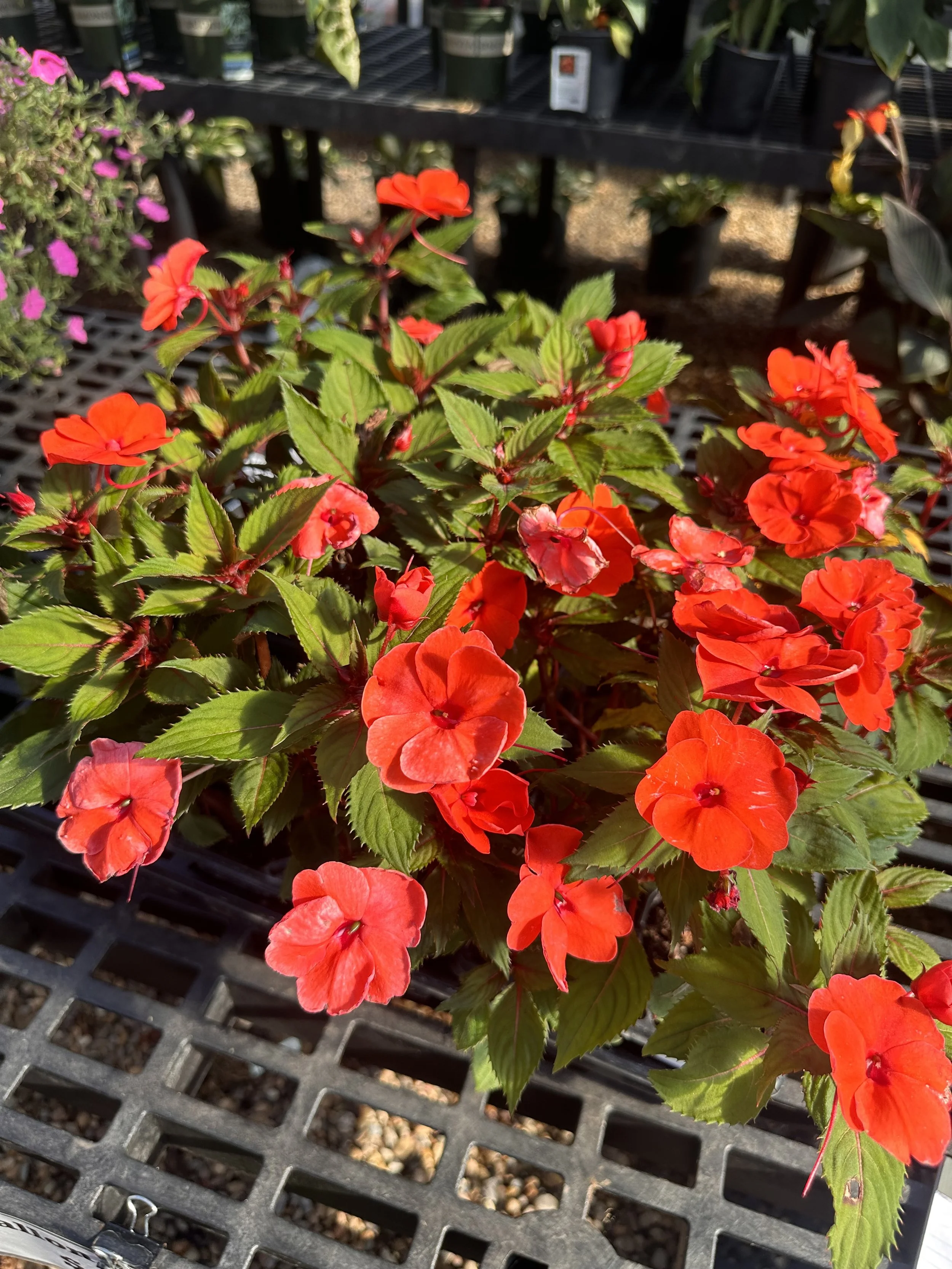 Sunpatiens