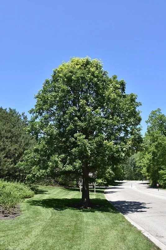 Burr Oak