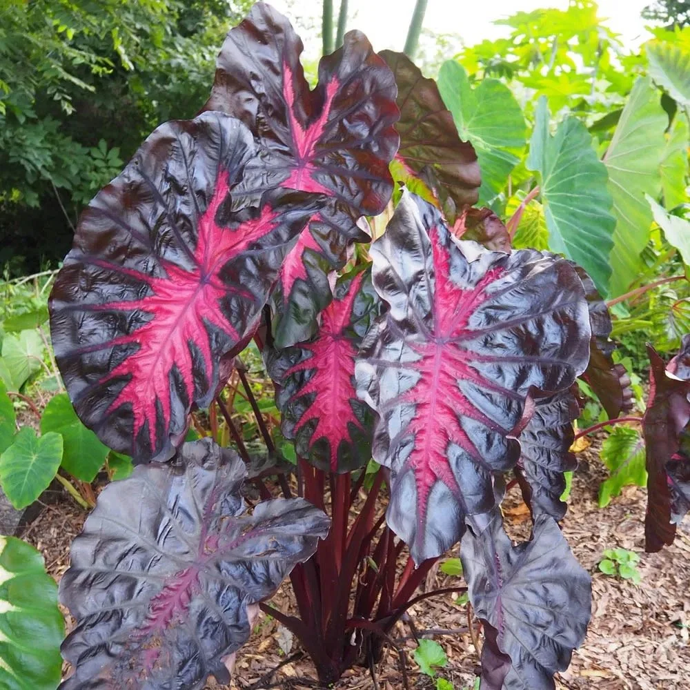 Caladium