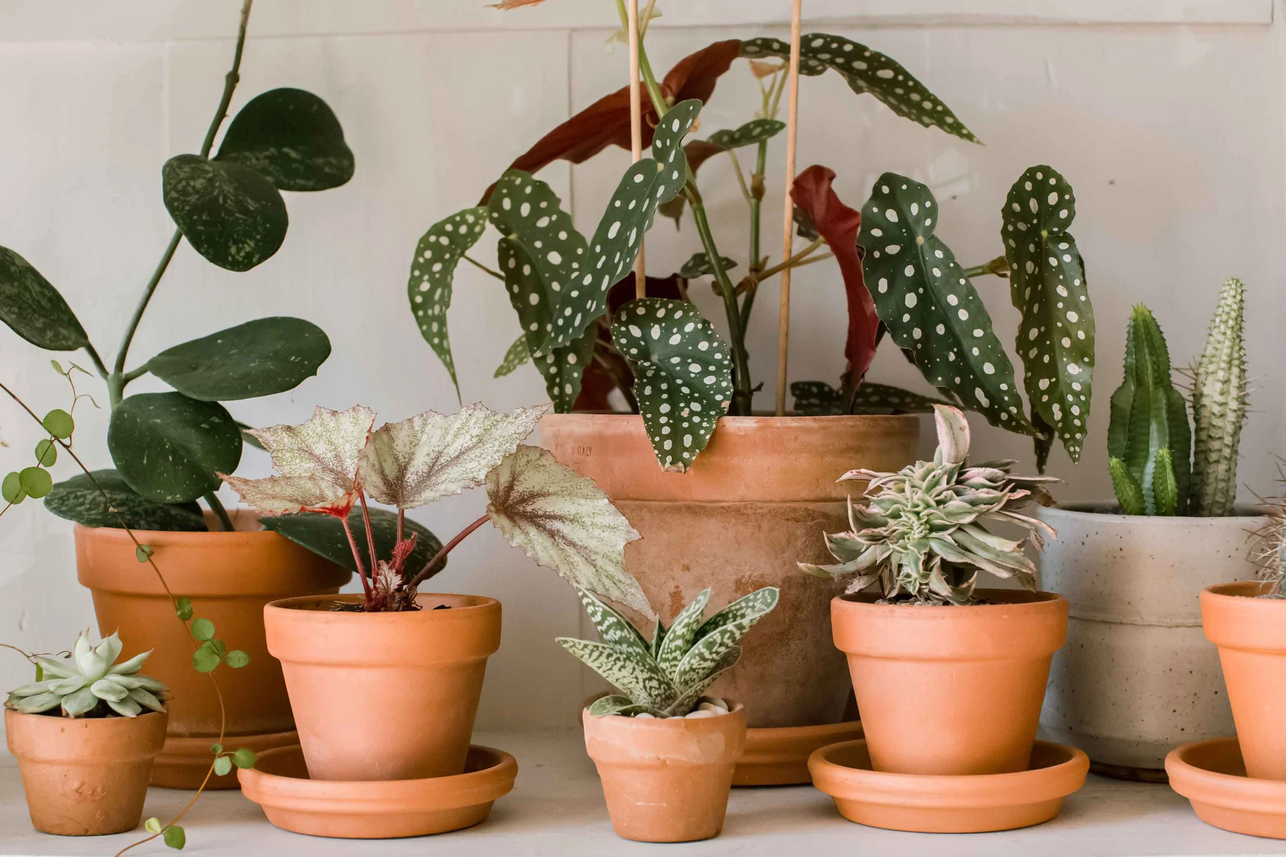 HEALTHY BENEFITS OF GROWING INDOOR PLANTS