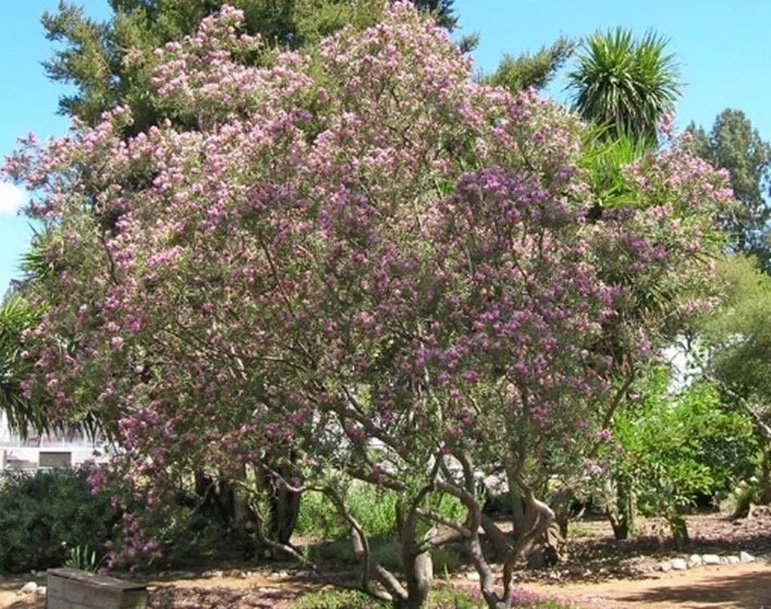 Bubba Desert Willow