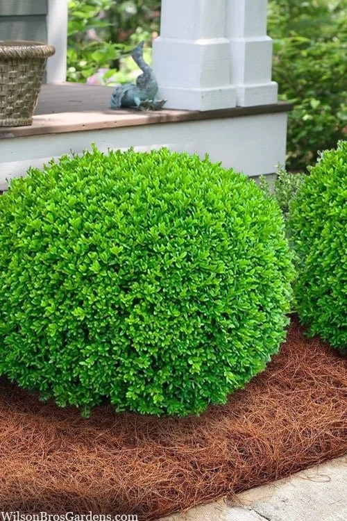 Wintergem Boxwood
