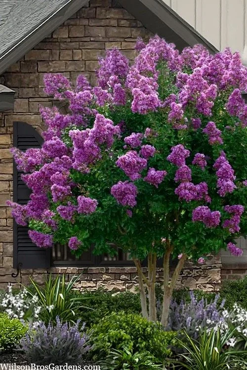 Twilight Crapemyrtle