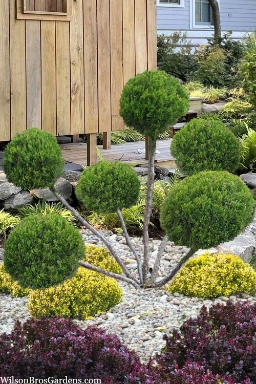 Sea Green Pom Pom Juniper