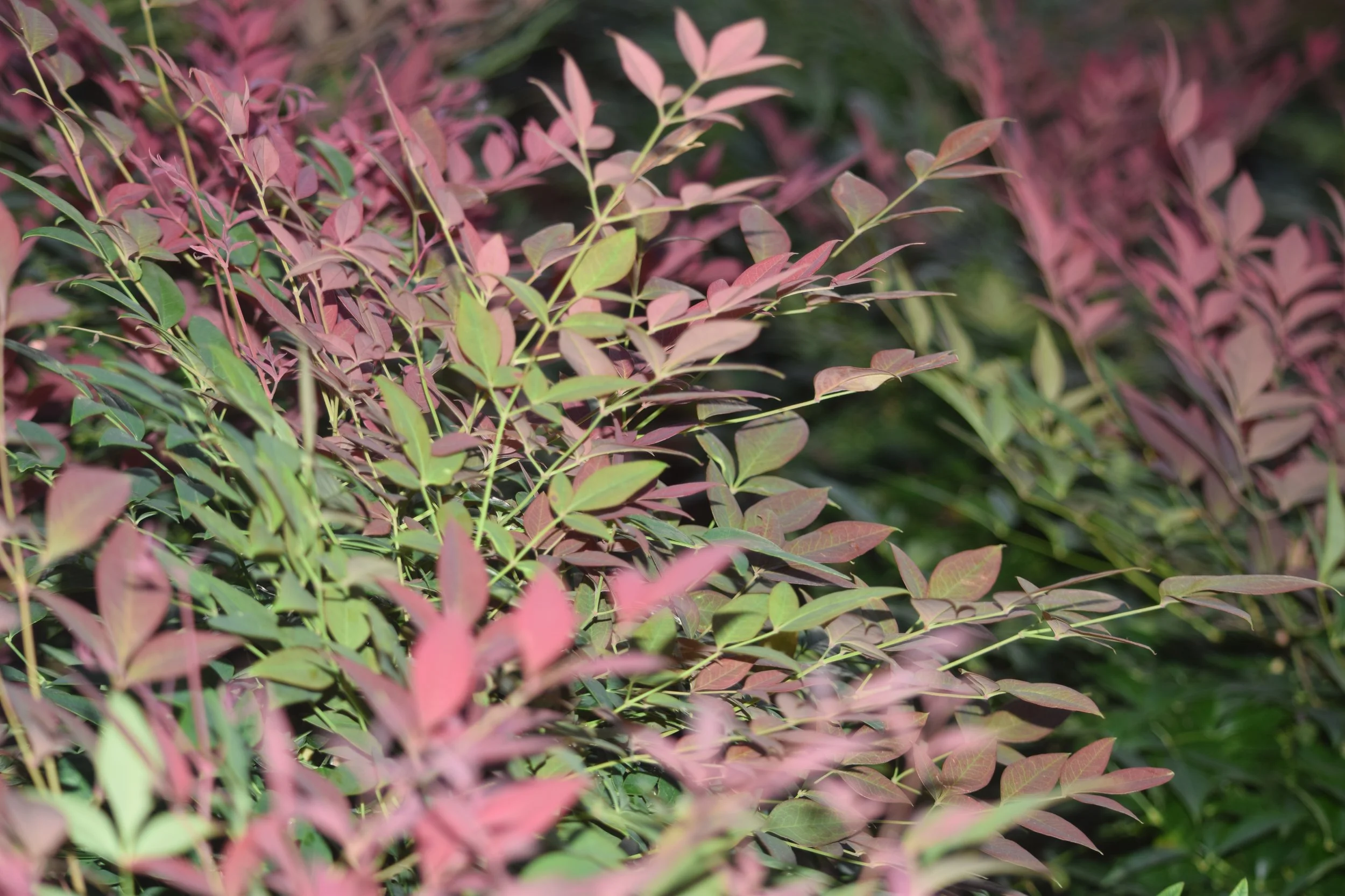 Nandina
