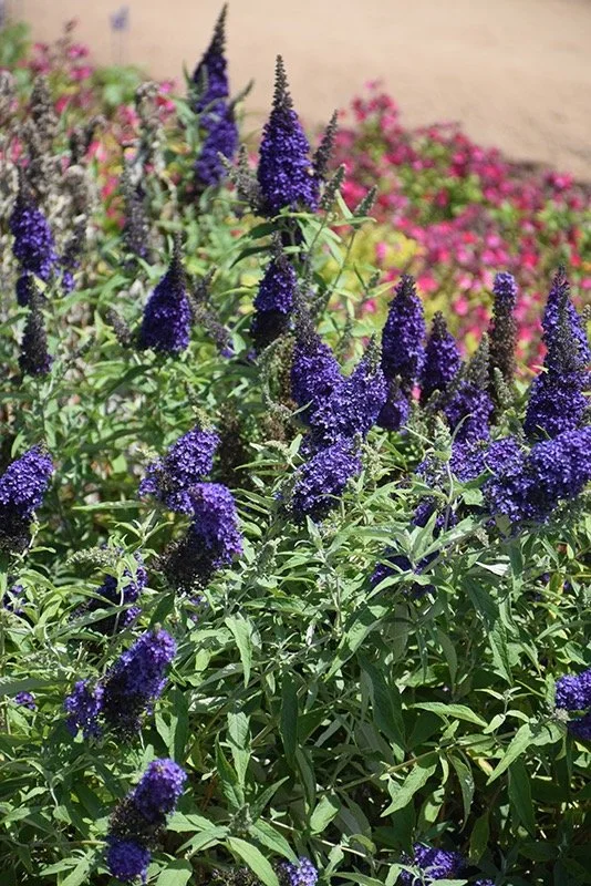 Buzz Butterfly Bush