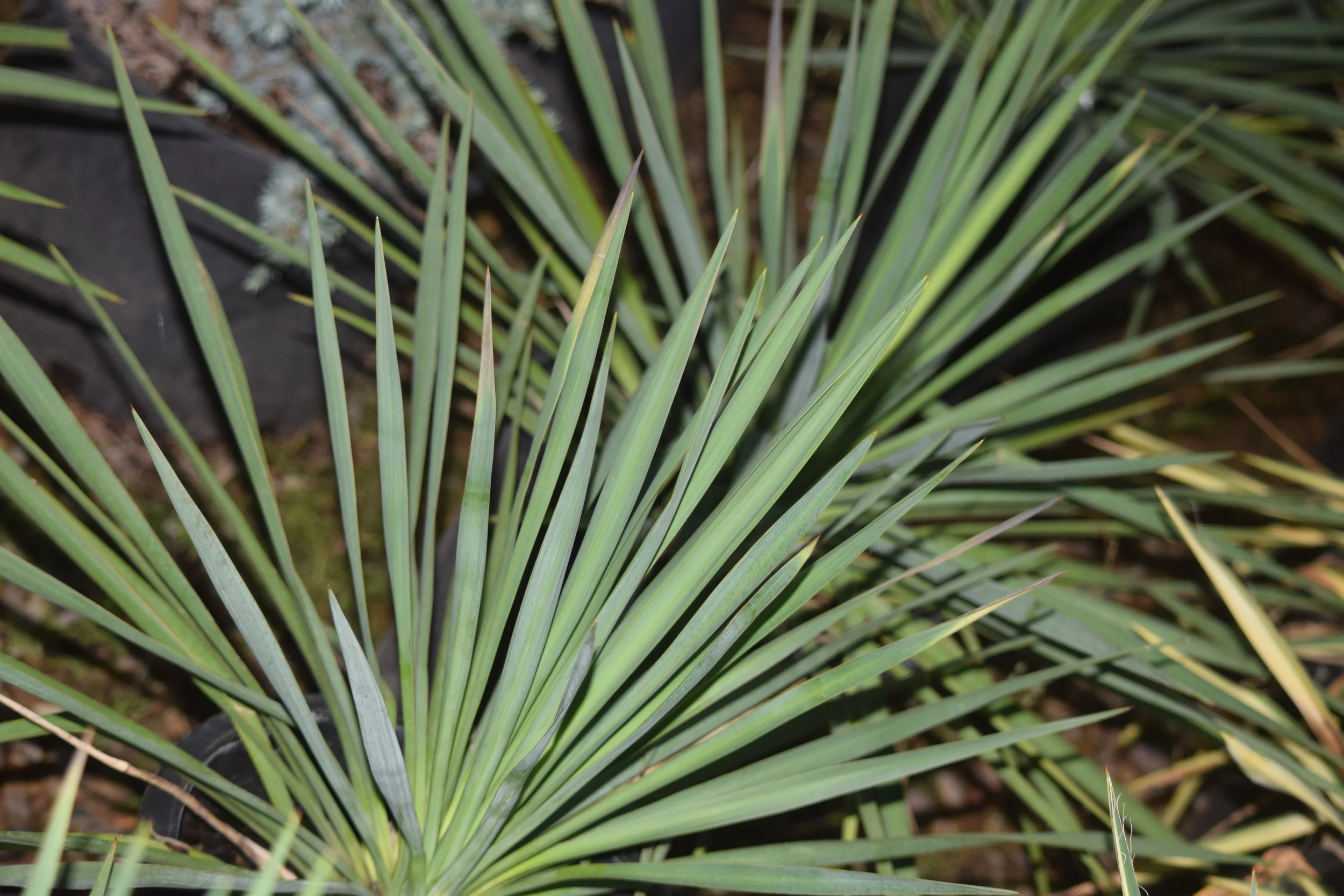 Yucca