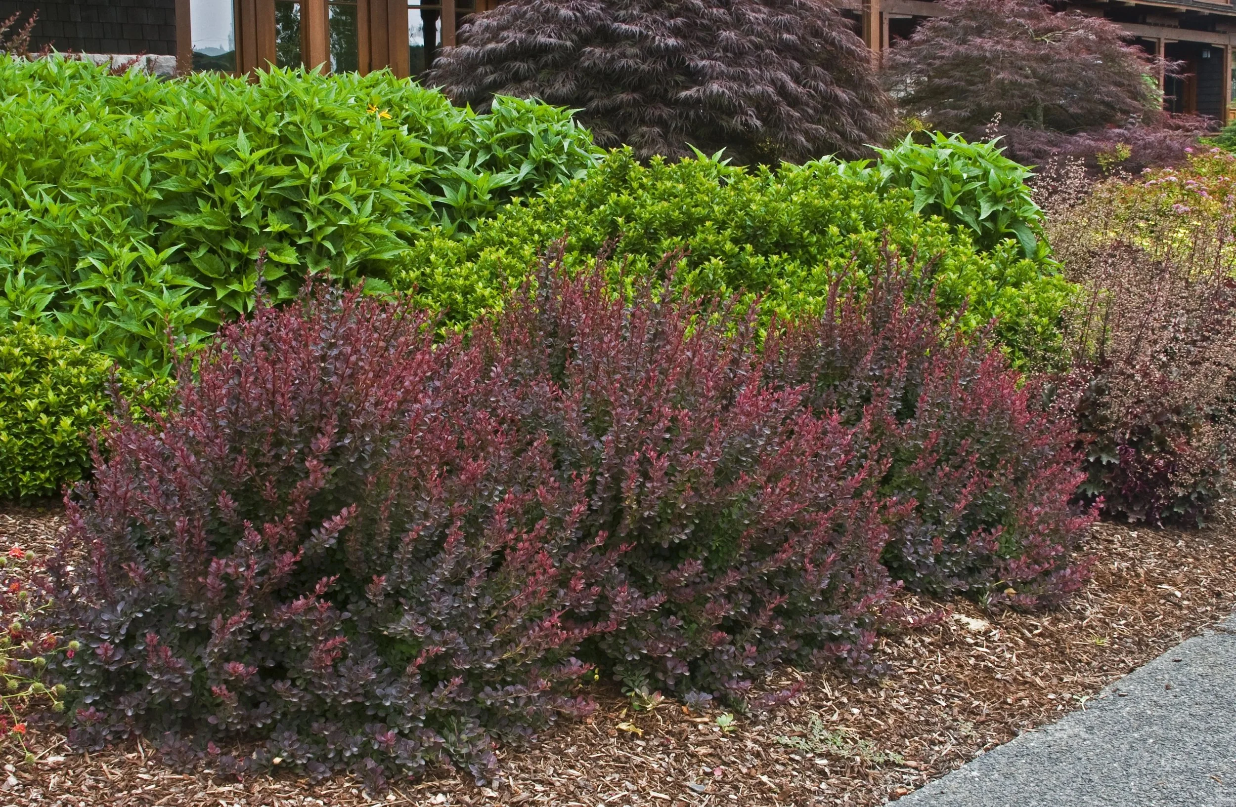 Royal Burgundy Barberry