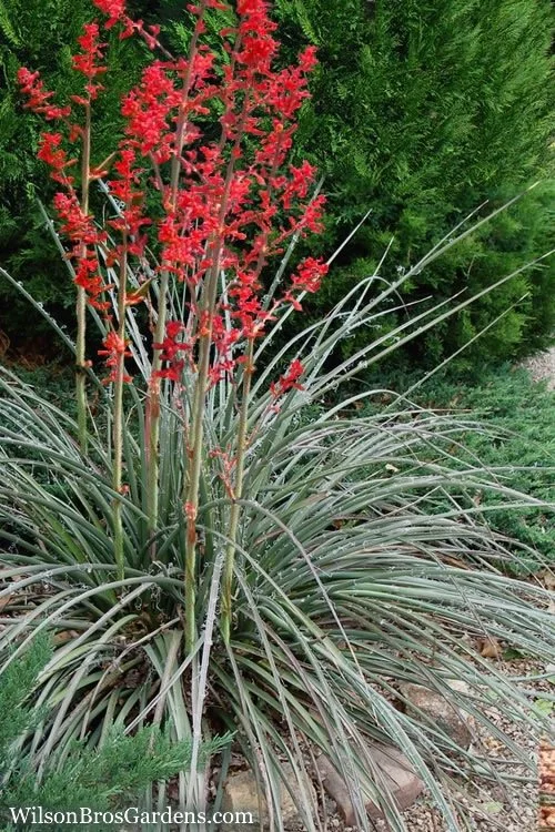 Red Yucca