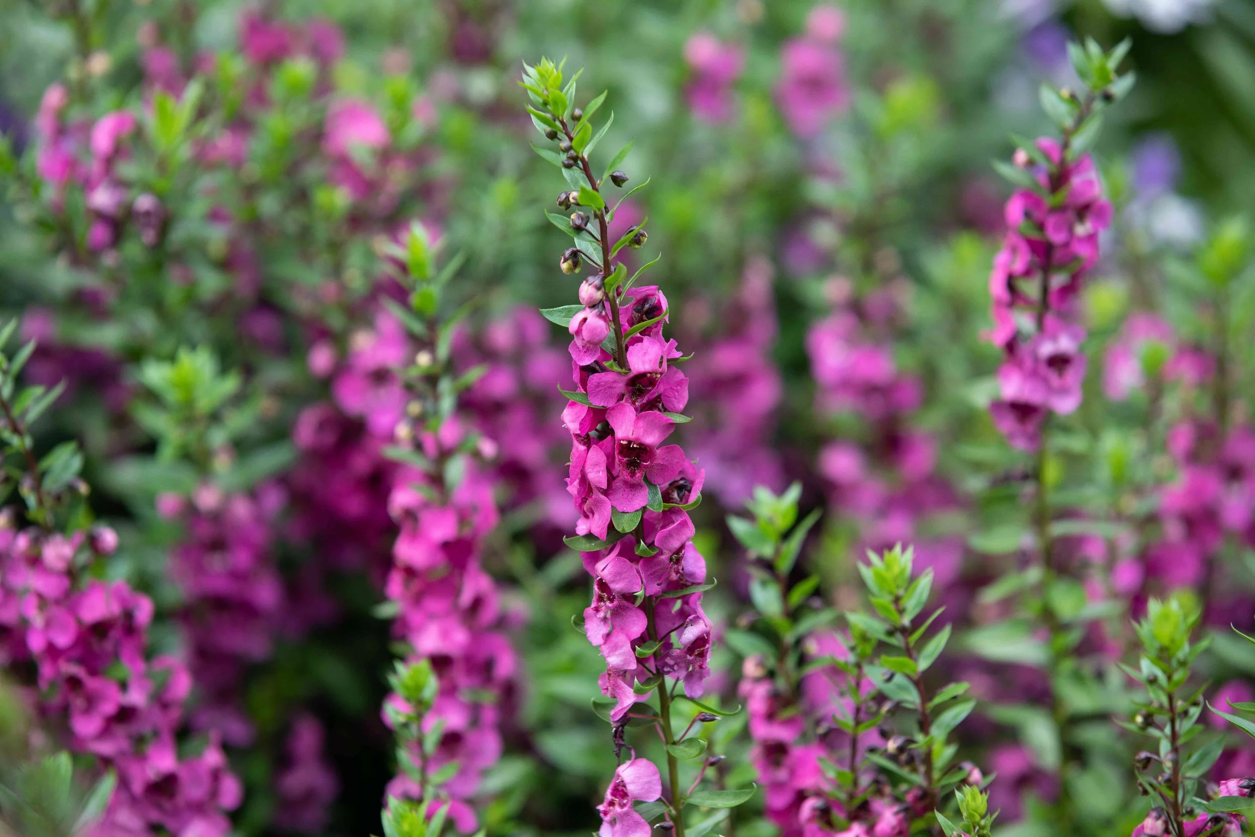 Mexican Heather