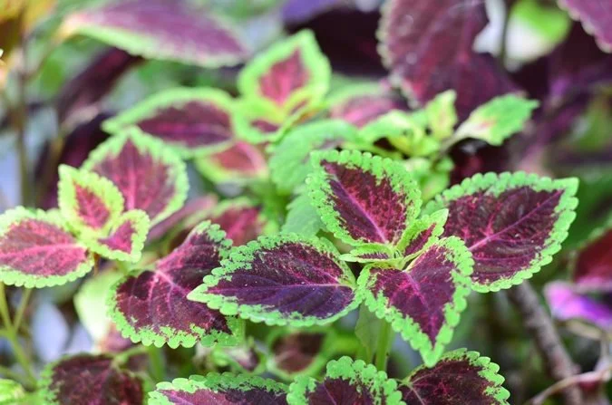 Coleus