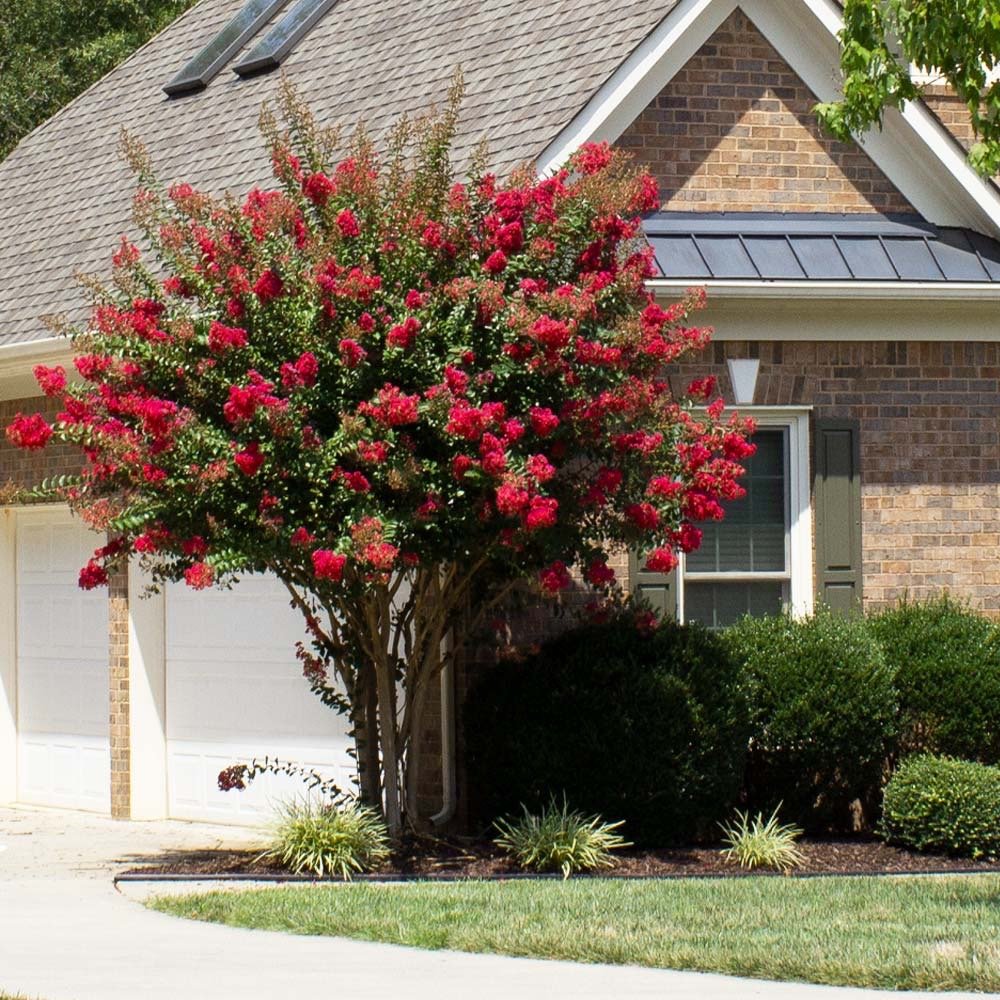 Colorama Scarlett Crapemyrtle