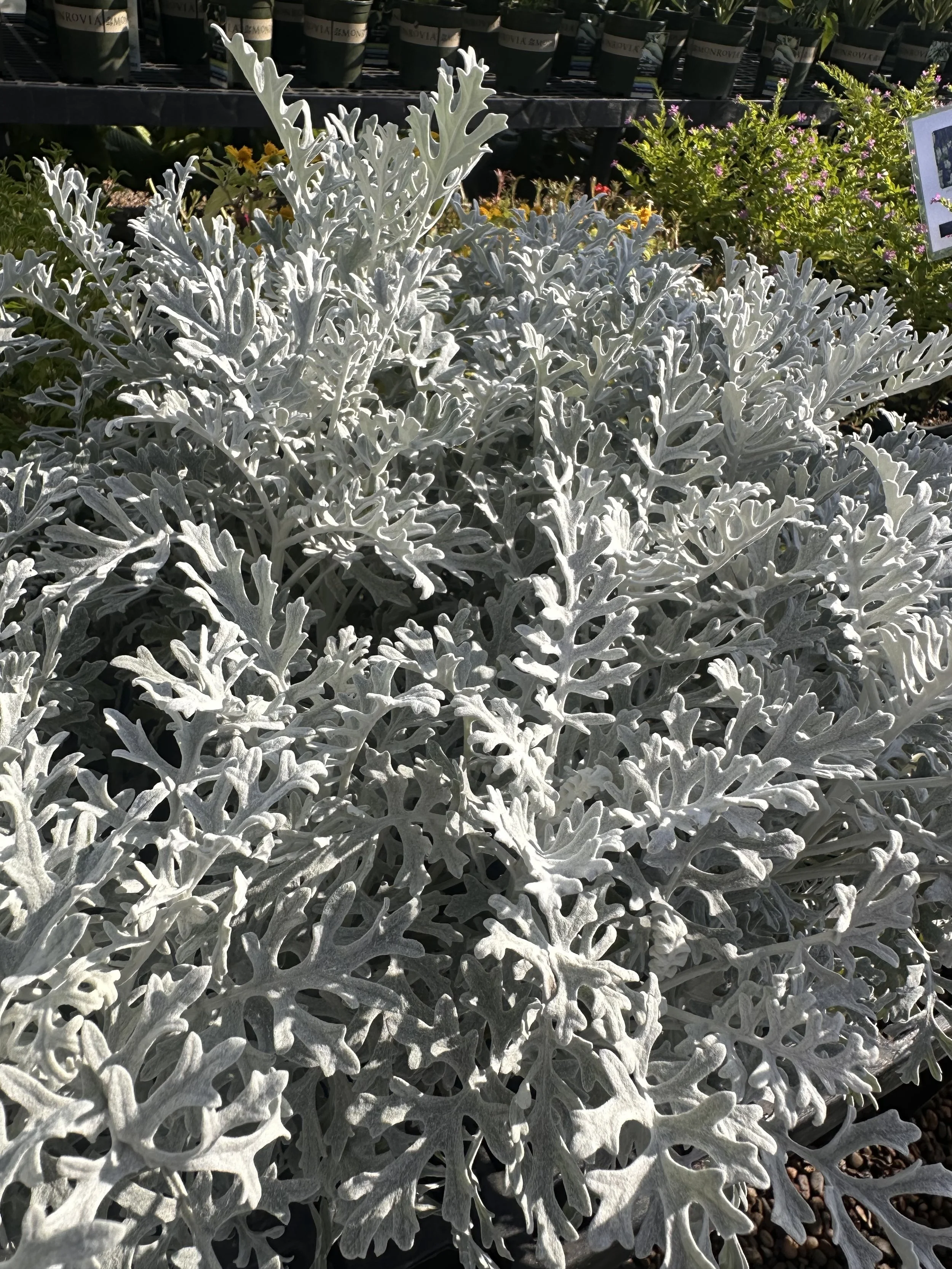 Dusty Miller
