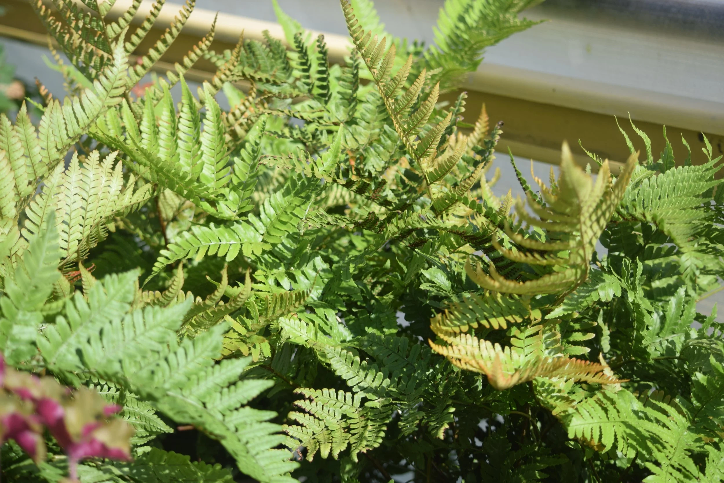 Boston Fern