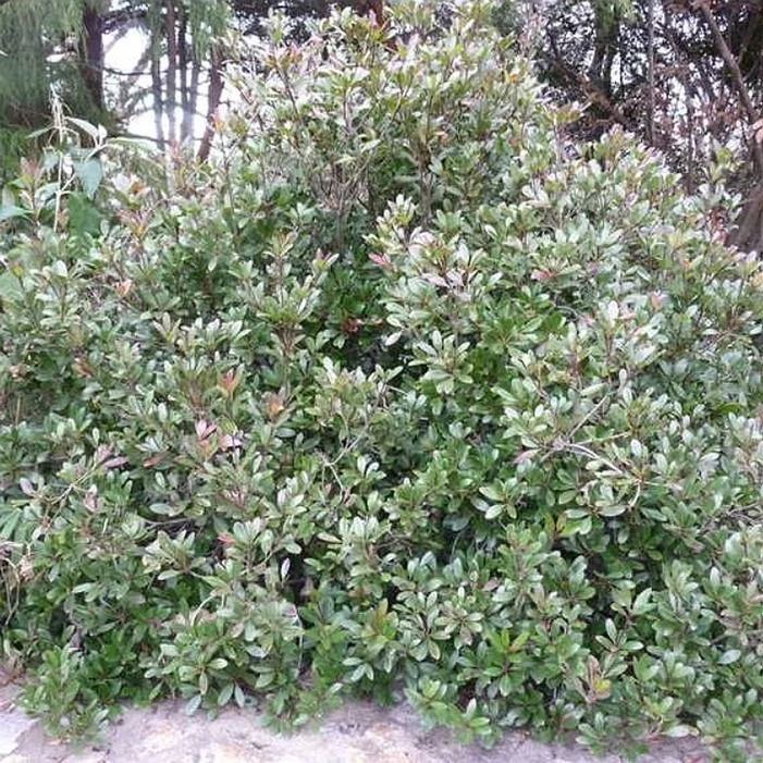 Blueberry Muffin Hawthorn