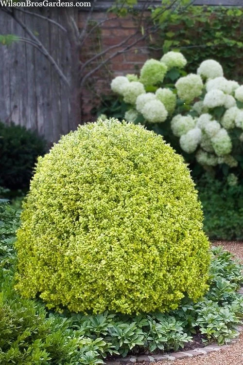 Variegated Boxwood