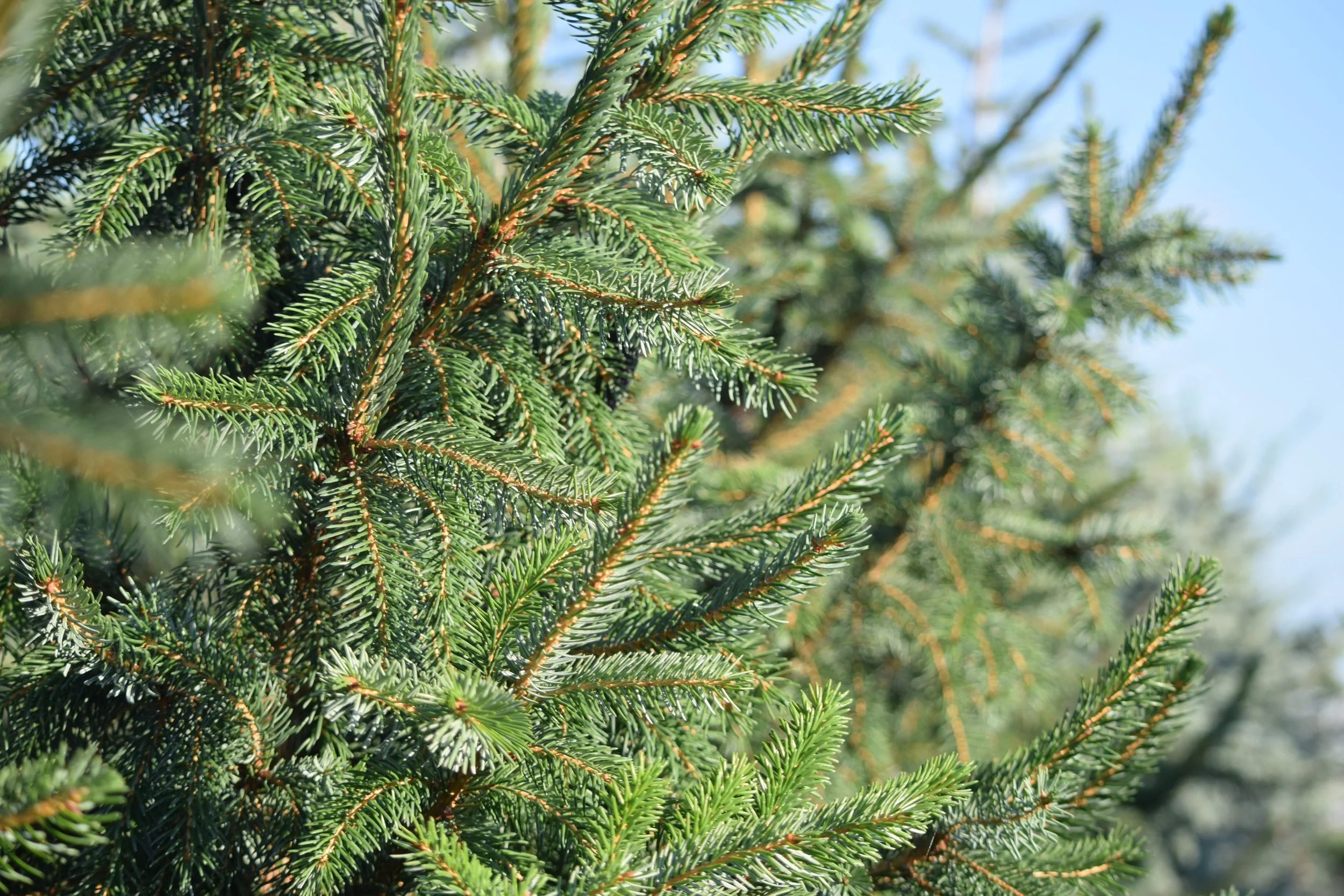 Serbian Spruce