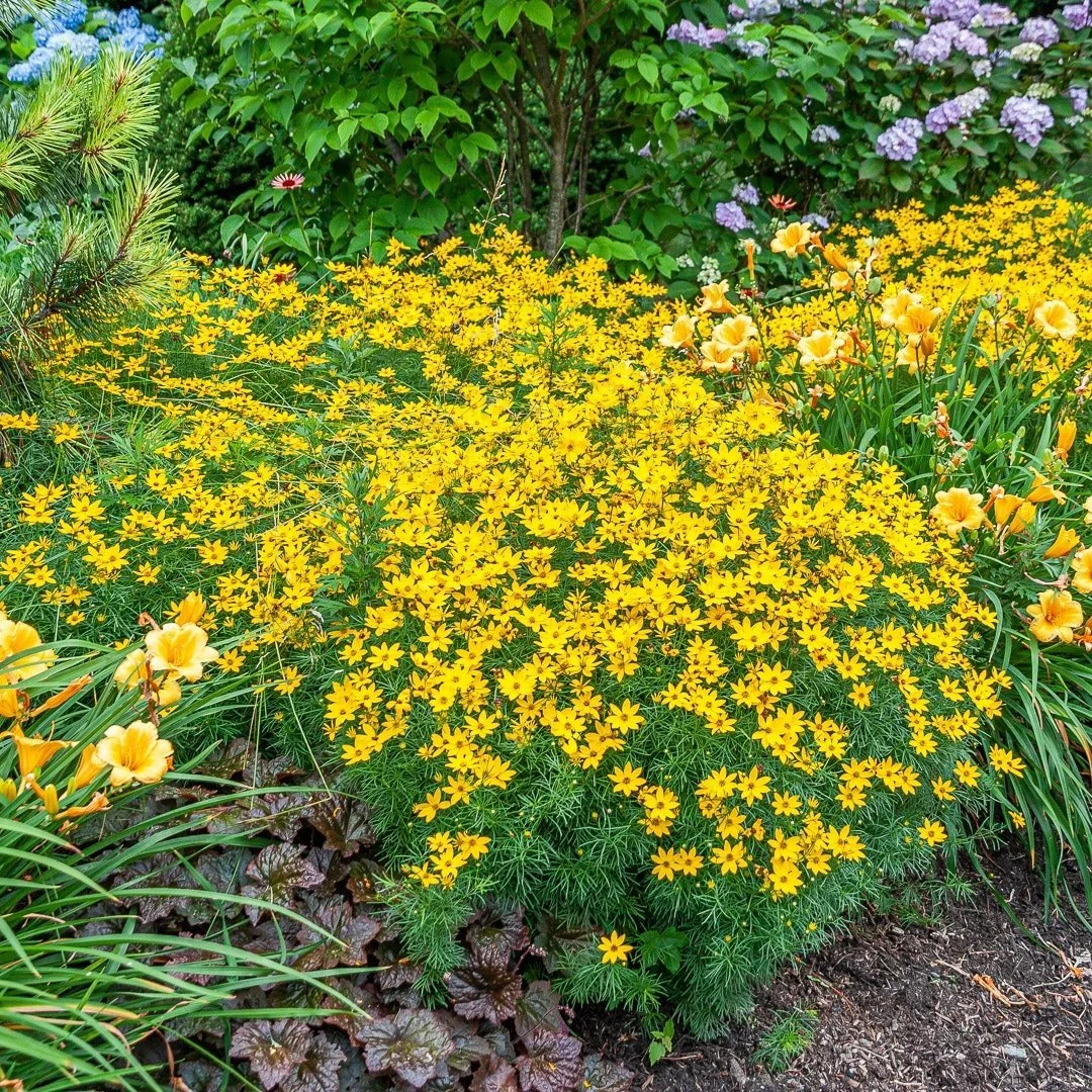Coreopsis
