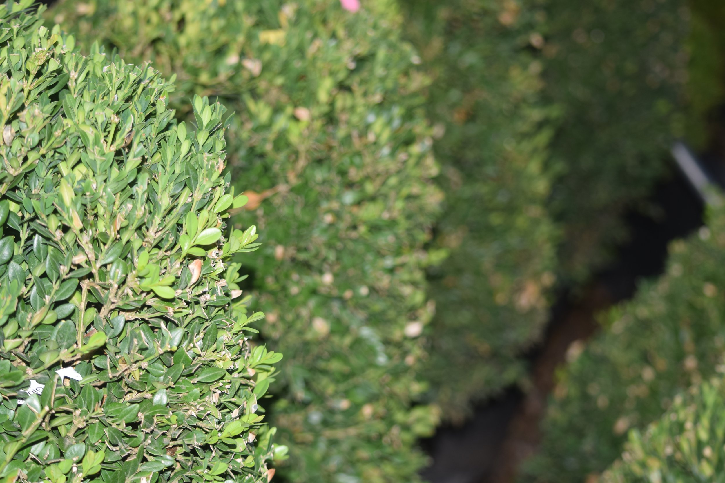Boxwoods