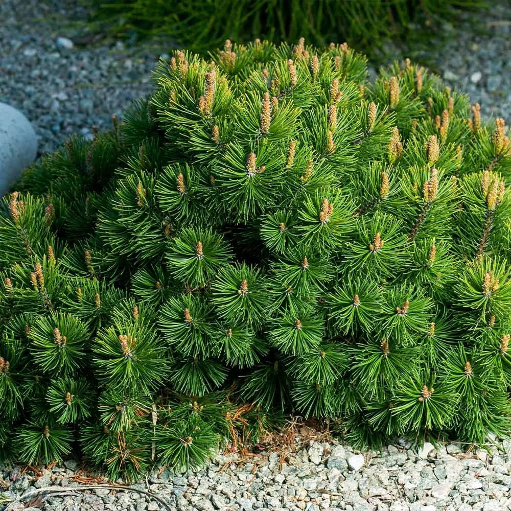 Mugo Pine