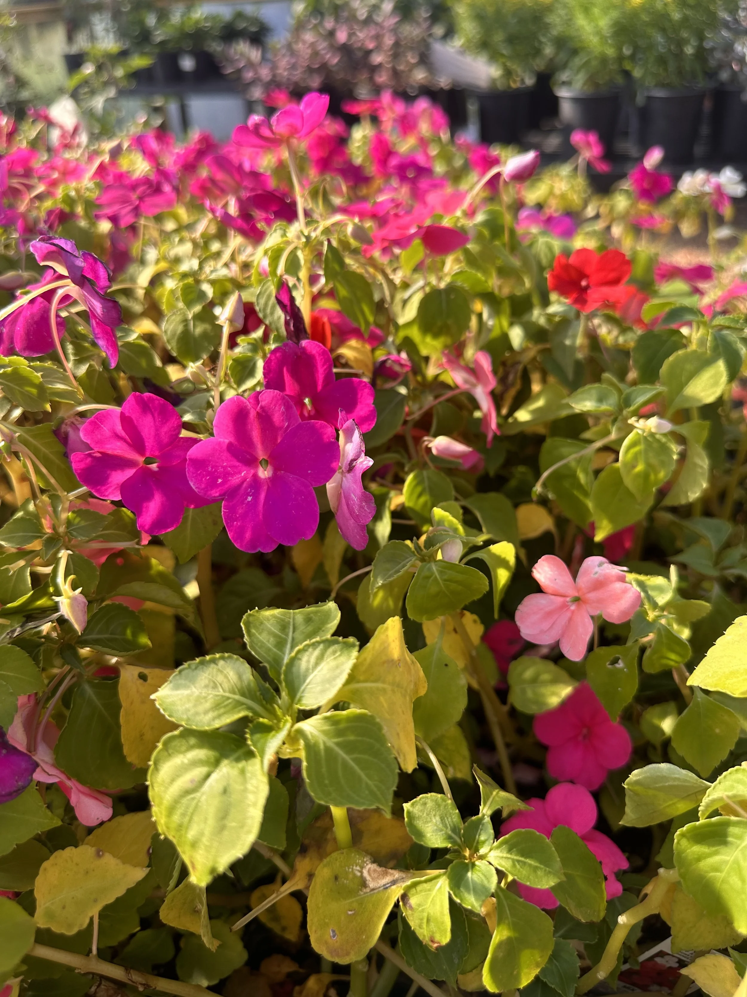 Impatiens