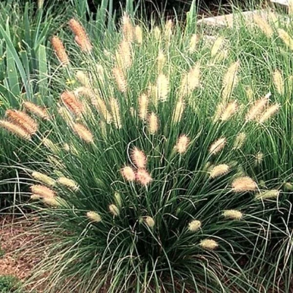Hameln Dwarf Fountain Grass