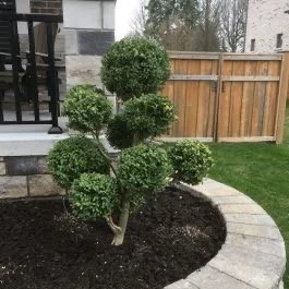 Green Mountain Pom Pom Boxwood