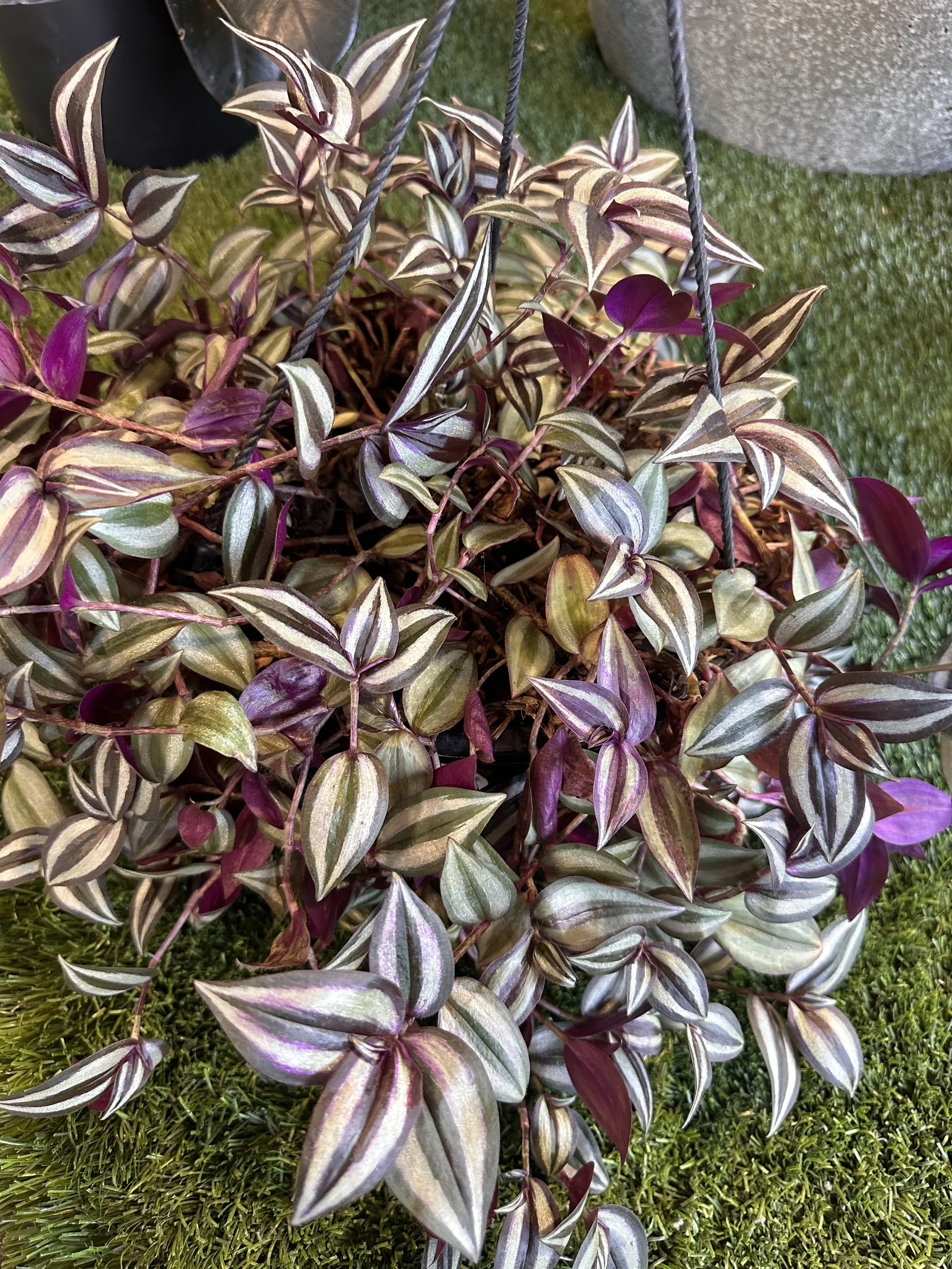 Indoor Plants Near Me